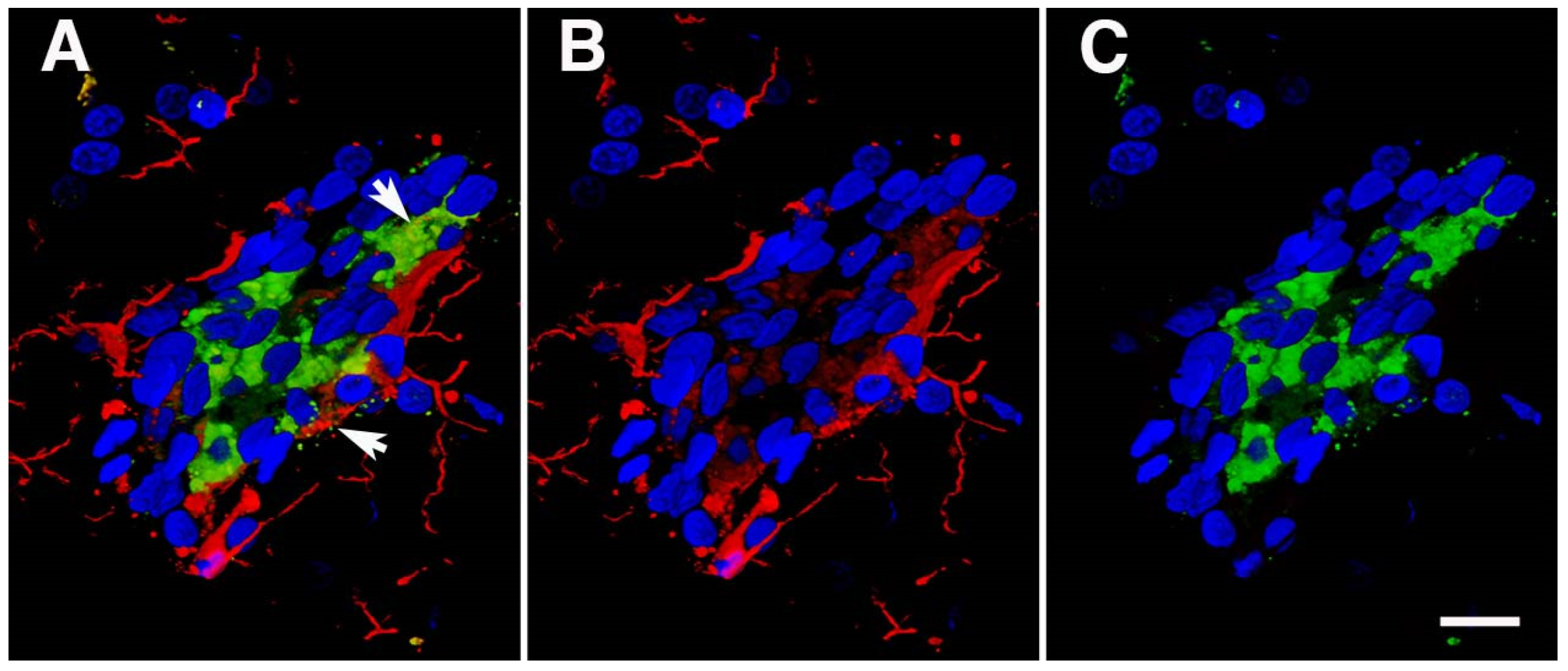 Ijms 25 01150 g007 Ijms 25 01150 g007