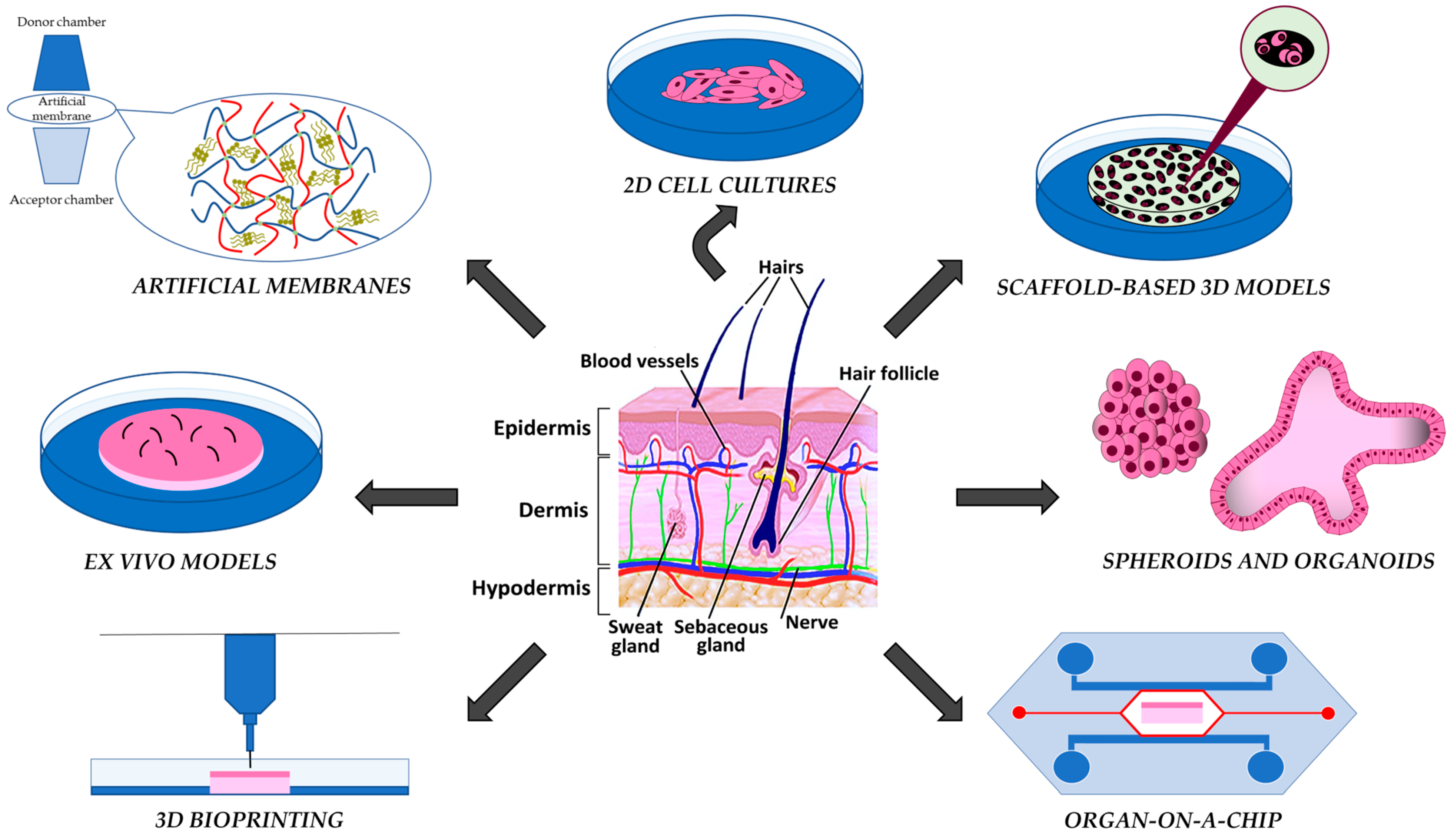 Recreating Human Skin In Vitro: Should the Microbiota Be