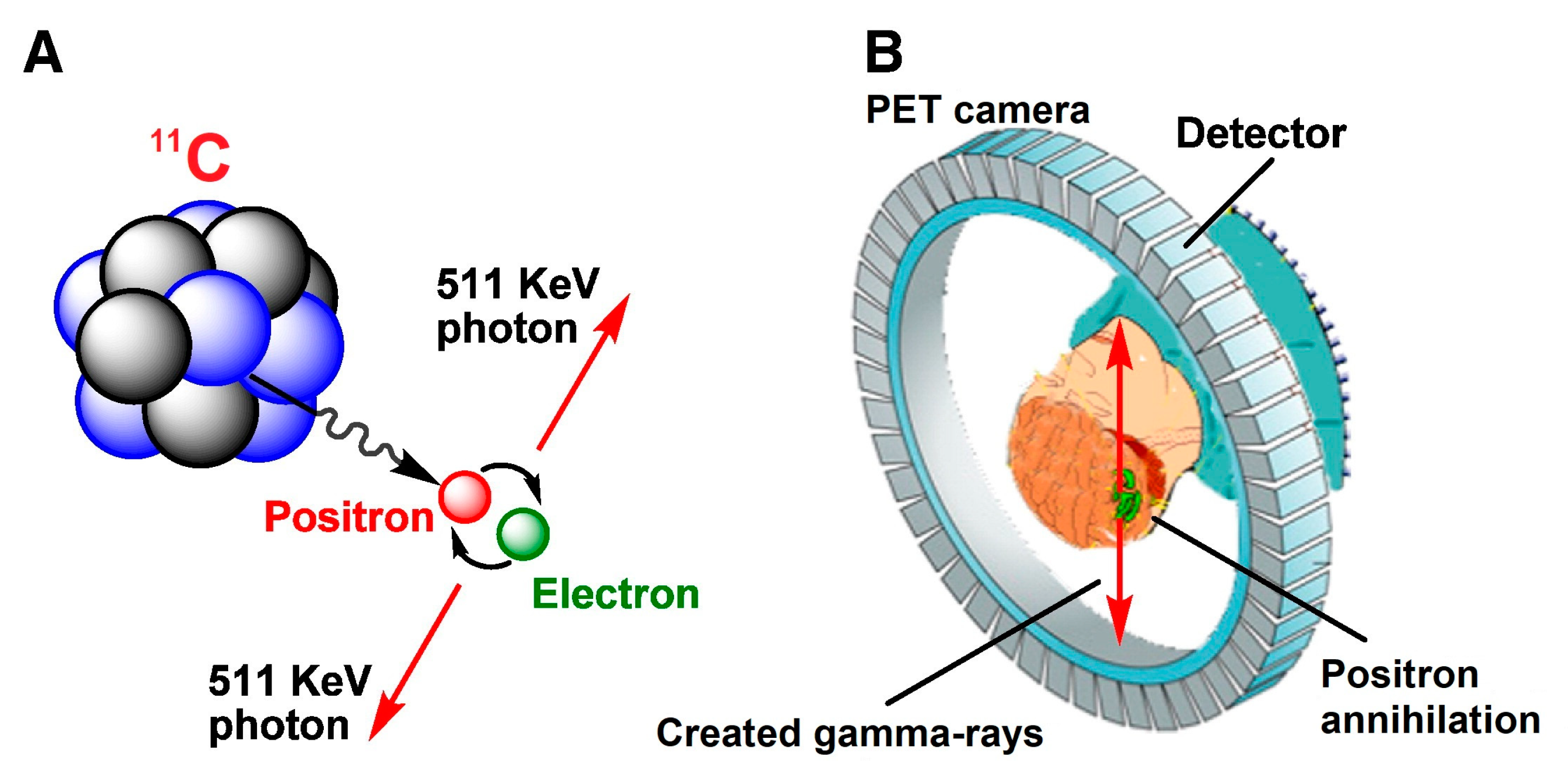 Ijms 25 01167 sch001