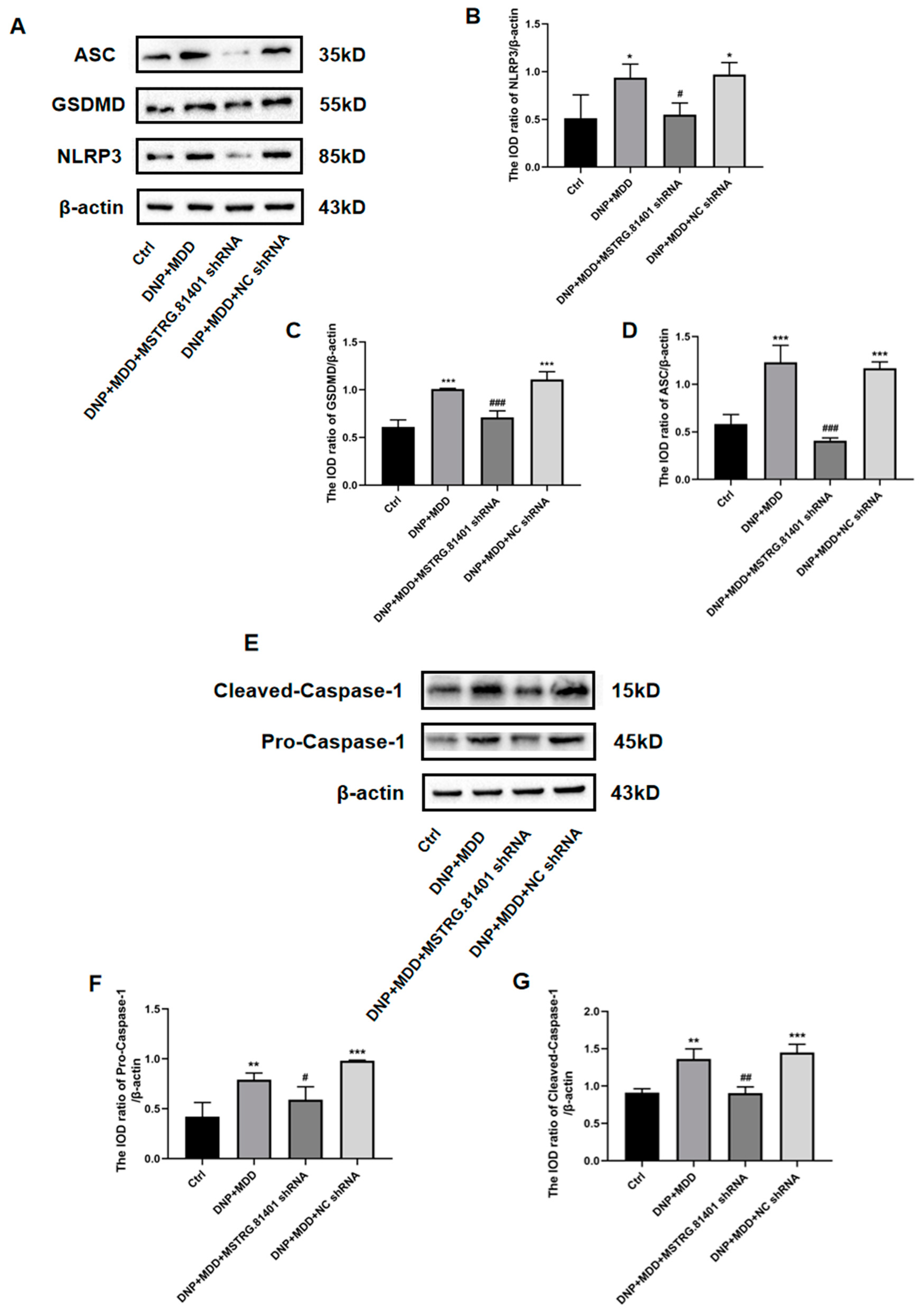 Ijms 25 01186 g005a Ijms 25 01186 g005a