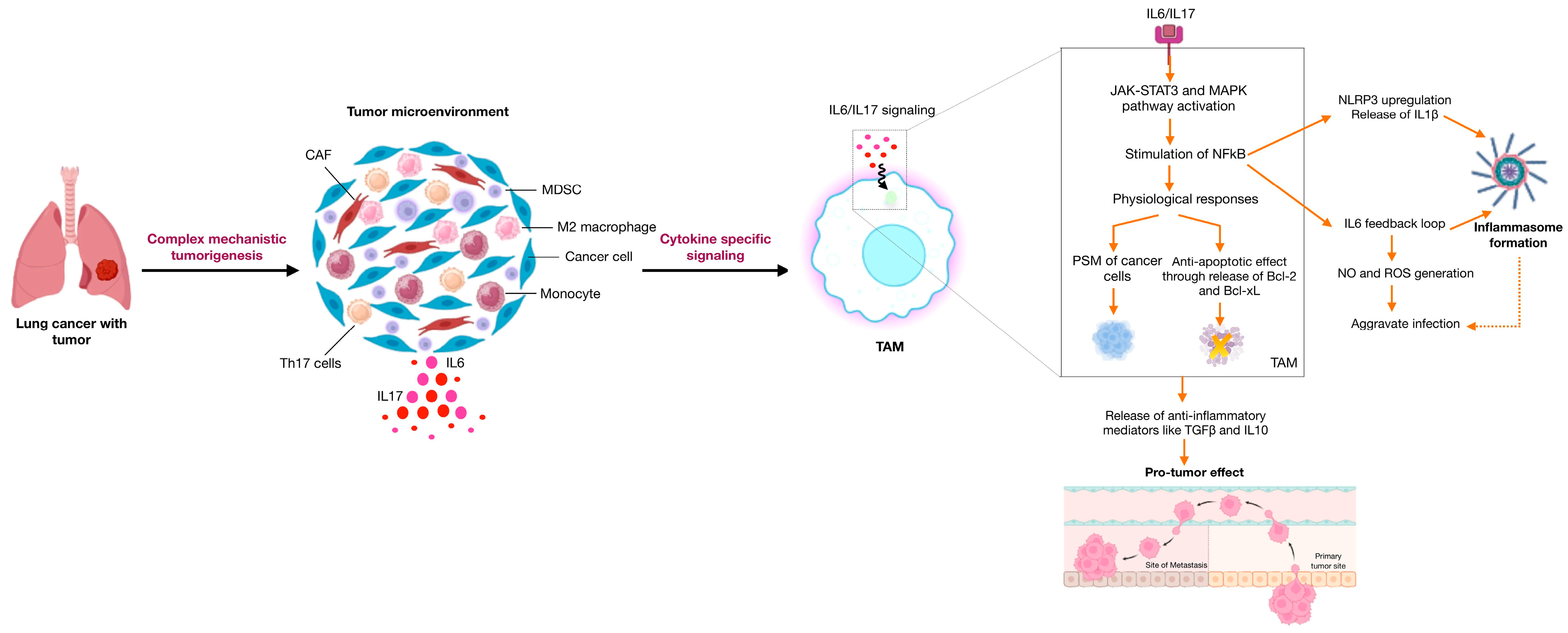 Ijms 25 01216 g001 Ijms 25 01216 g001