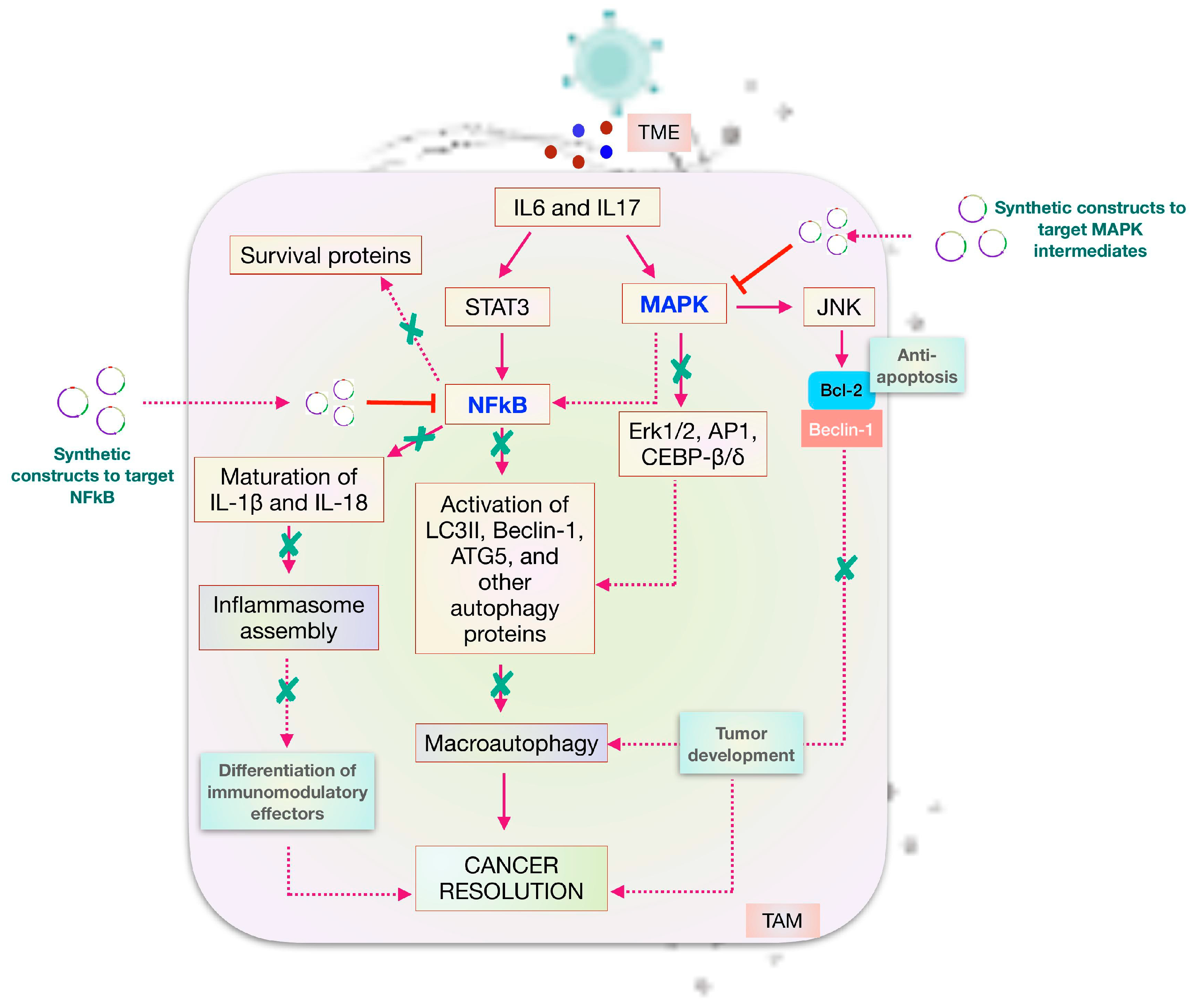 Ijms 25 01216 g008 Ijms 25 01216 g008