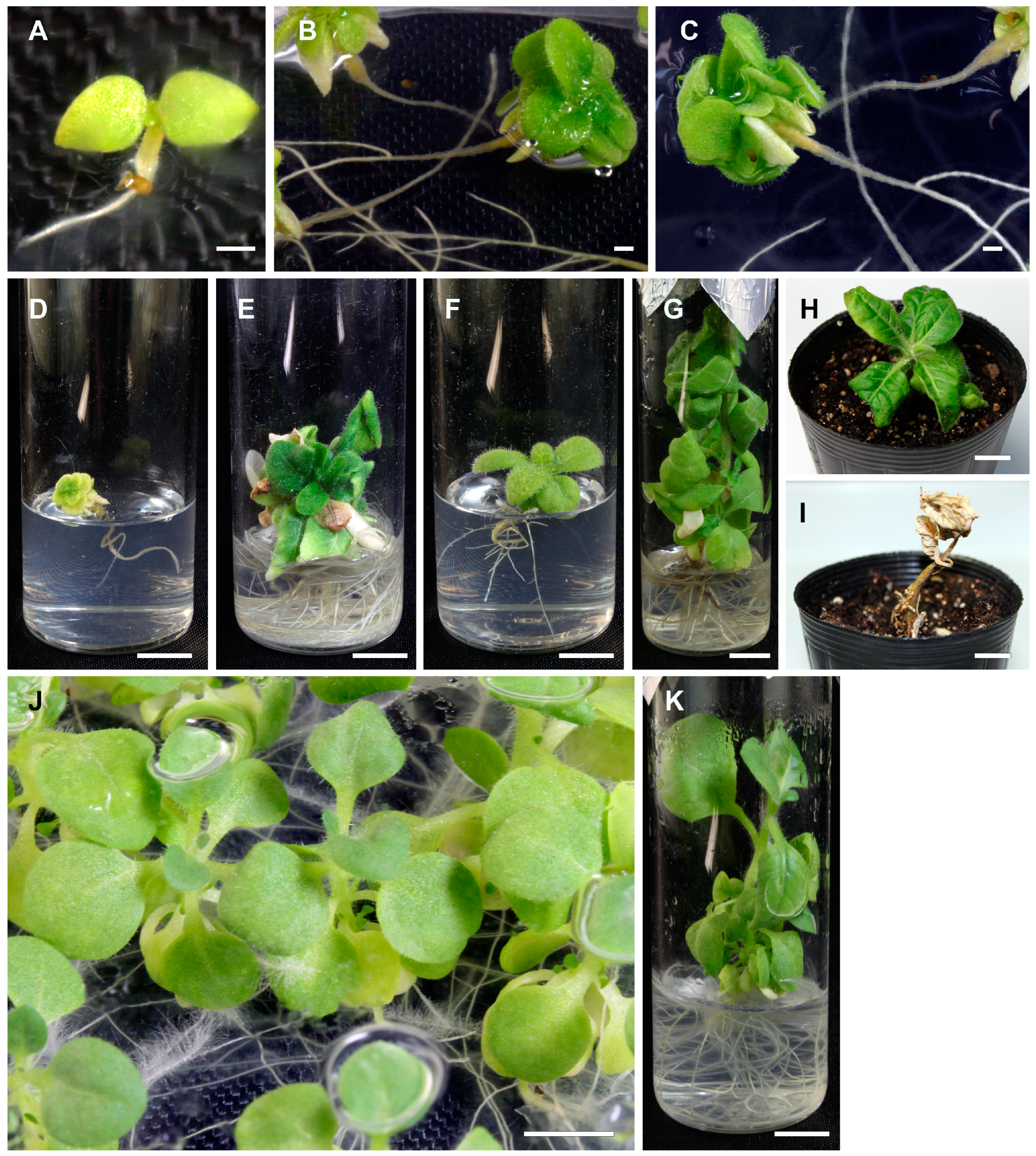 Ijms 25 01226 g001 Ijms 25 01226 g001