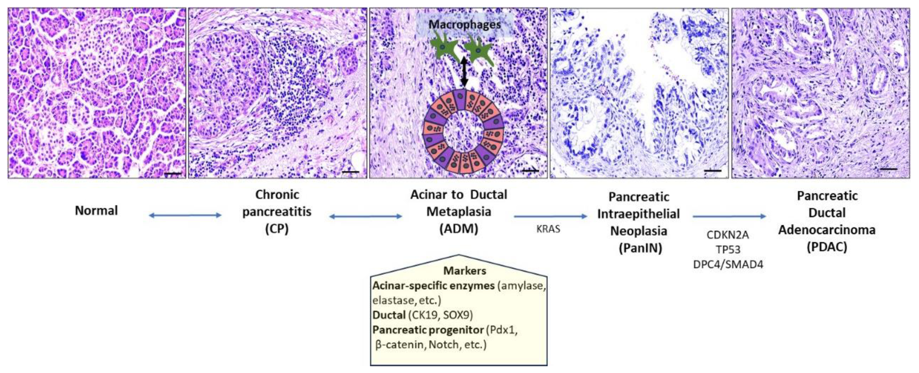 Ijms 25 01251 g002 Ijms 25 01251 g002