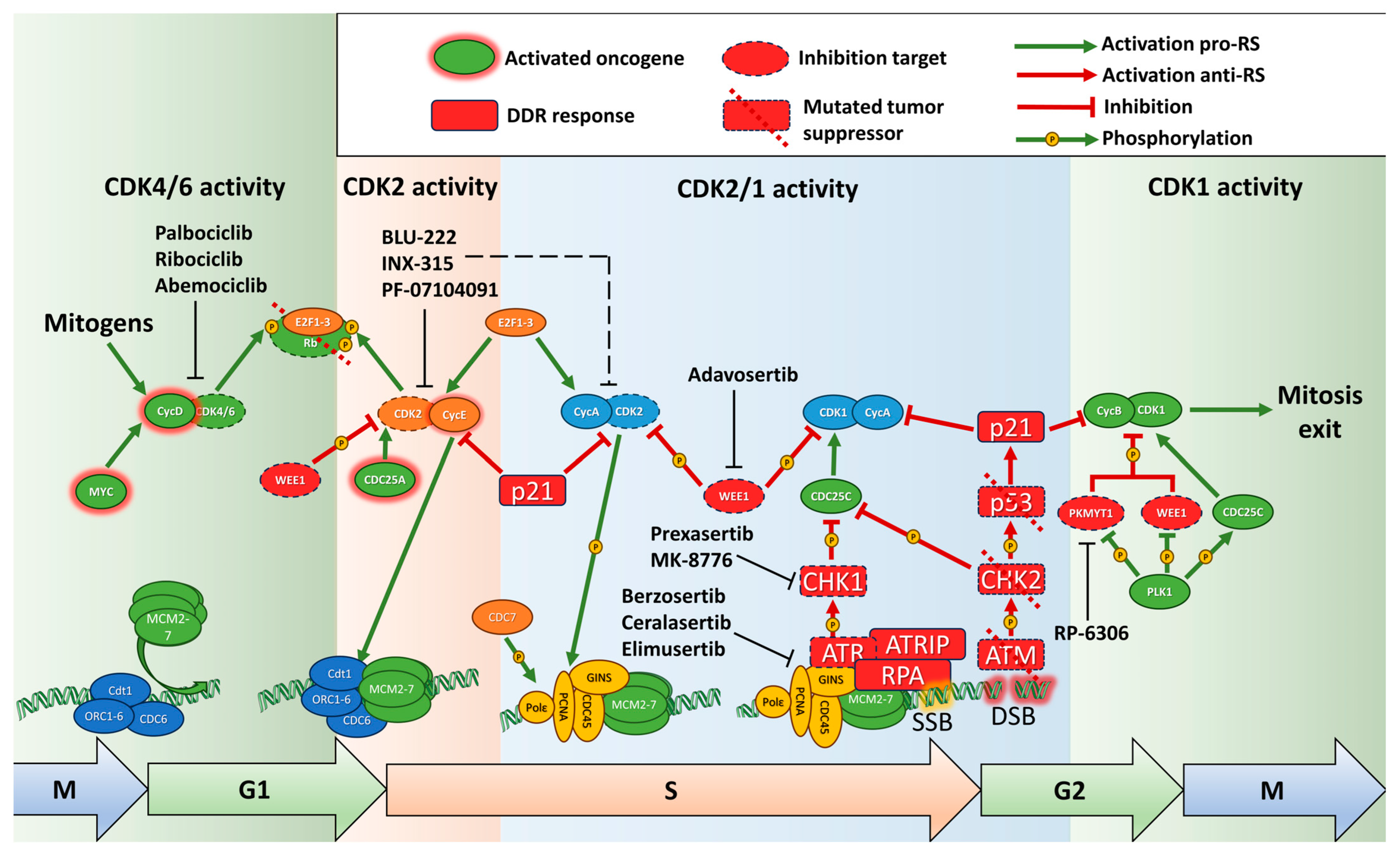 Key Proteins of Replication Stress Response and Cell Cycle Key Proteins of Replication Stress Response and Cell Cycle