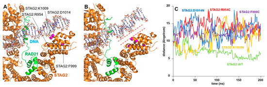STAG2: Computational Analysis of Missense Variants Involved in Disease