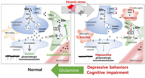 The Role of Glutamine Homeostasis in Emotional and Cognitive Functions