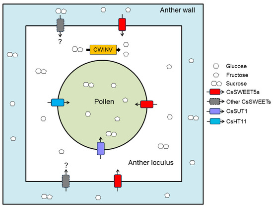 Functional Characterization of CsSWEET5a, a Cucumber Hexose Transporter  That Mediates the Hexose Supply for Pollen Development and Rescues Male  Fertility in Arabidopsis