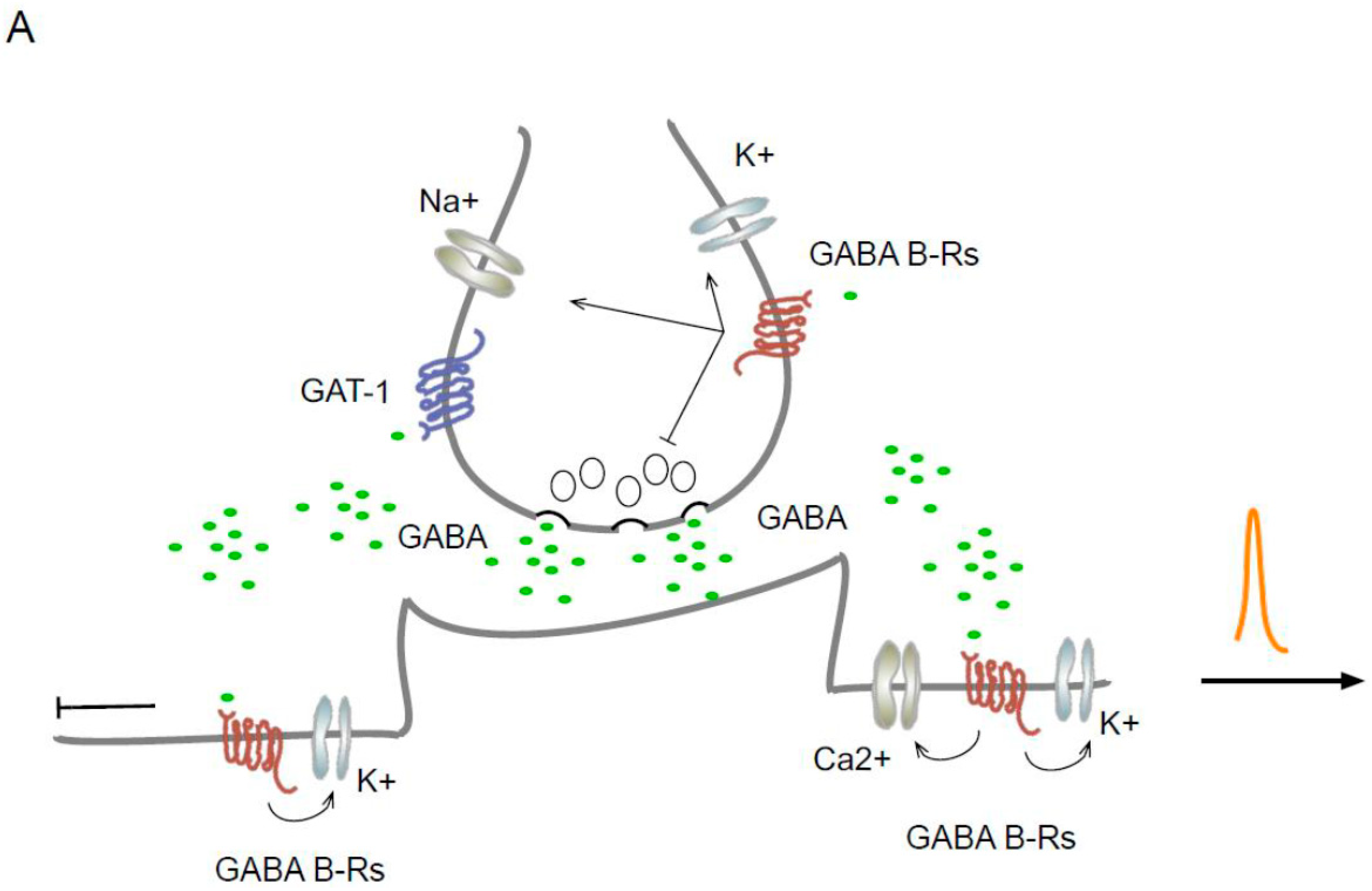 Ijms 25 01340 g001a Ijms 25 01340 g001a