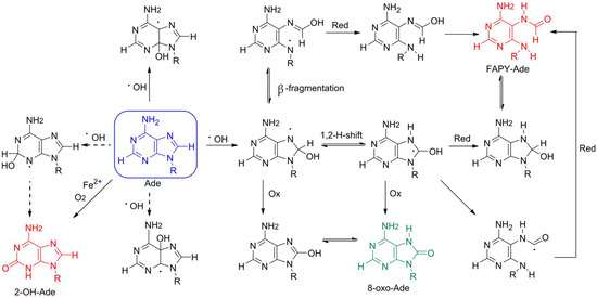 Aぇ!group DNA 8-Oxoadenine: A «New» Player of the Oxidative Stress in Mammals?