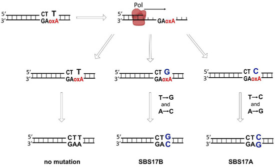 8-Oxoadenine: A «New» Player of the Oxidative Stress in Mammals?