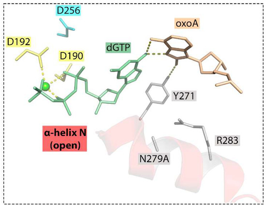 8-Oxoadenine: A «New» Player of the Oxidative Stress in Mammals?