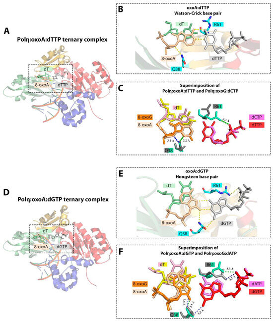 8-Oxoadenine: A «New» Player of the Oxidative Stress in Mammals?