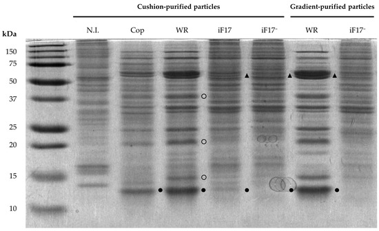 Vaccinia Virus Defective Particles Lacking the F17 Protein Do Not ...