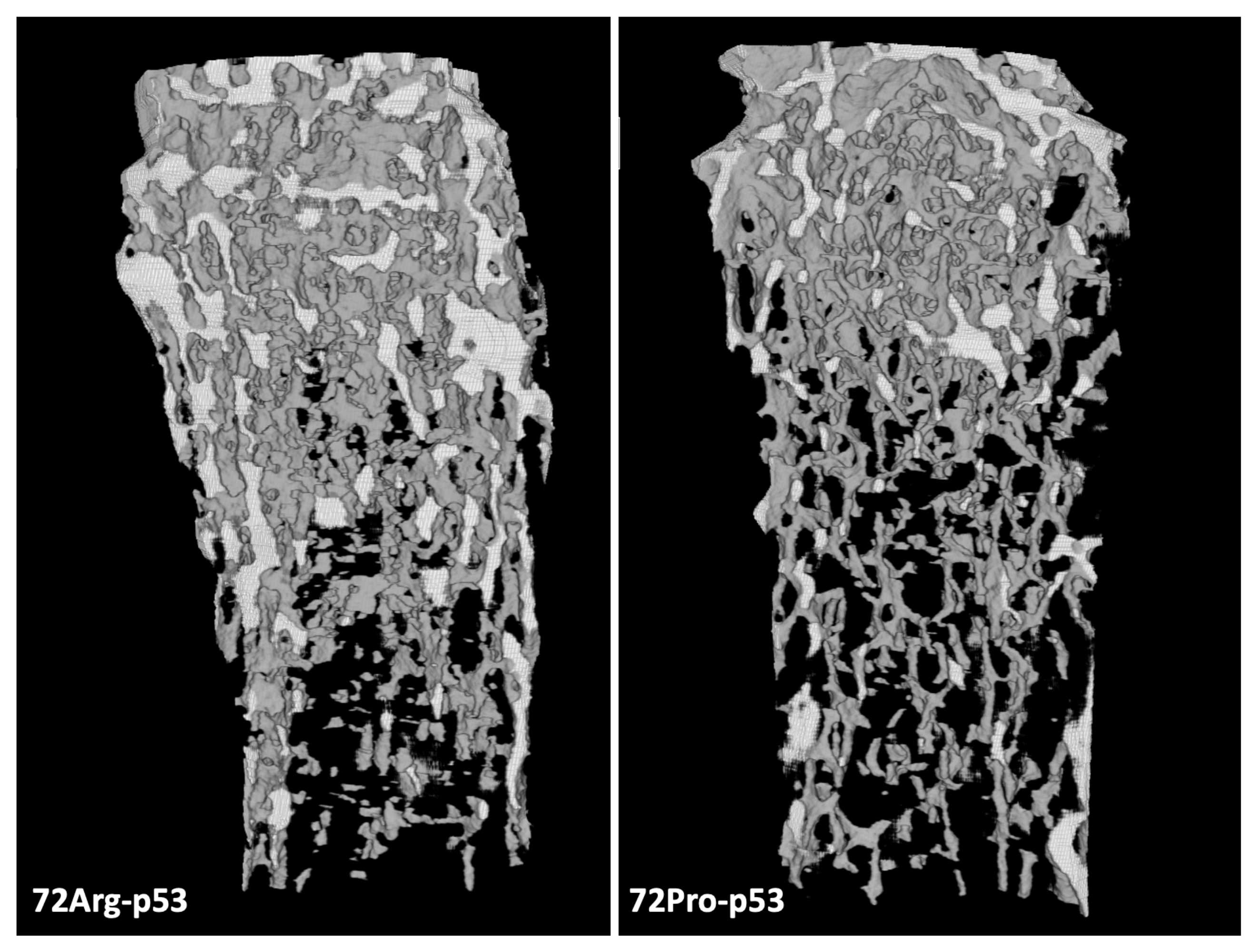 Ijms 25 01395 g001 Ijms 25 01395 g001