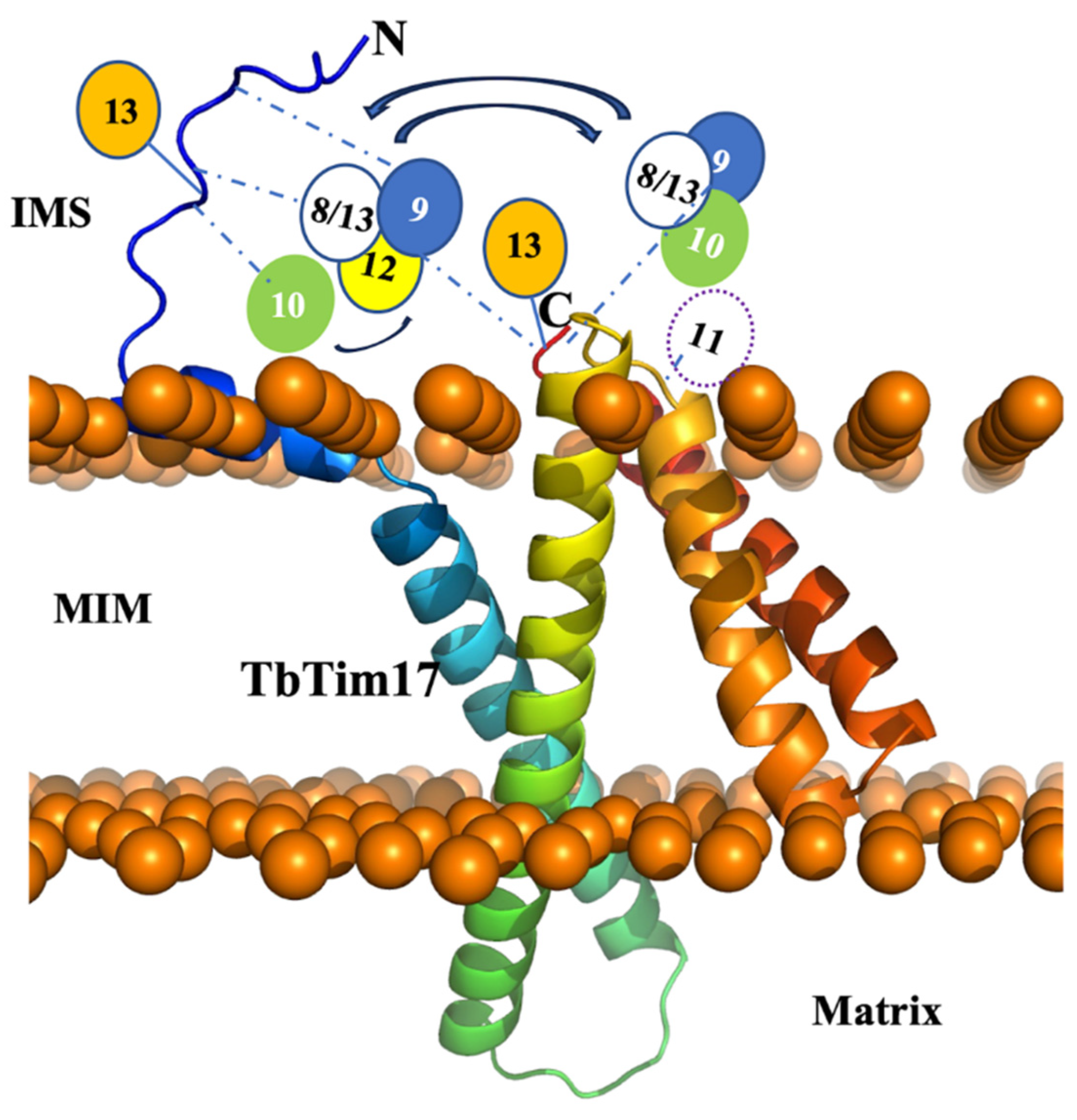 Ijms 25 01415 g007 Ijms 25 01415 g007