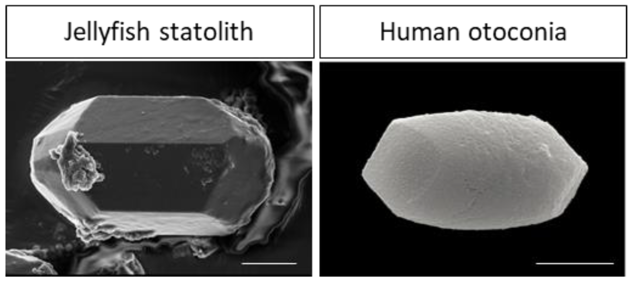 Ijms 25 01422 g003 Ijms 25 01422 g003