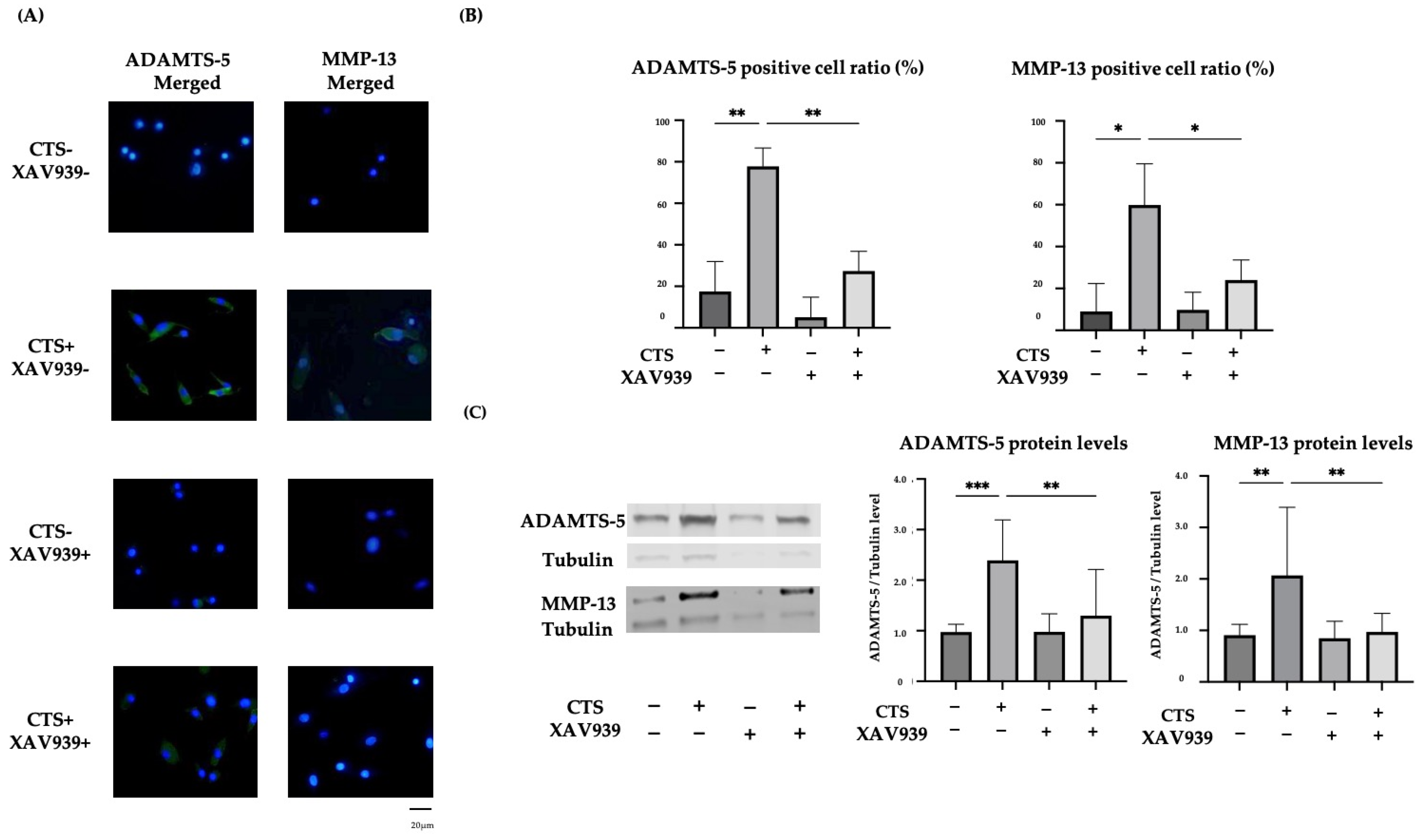 Ijms 25 01443 g004 Ijms 25 01443 g004