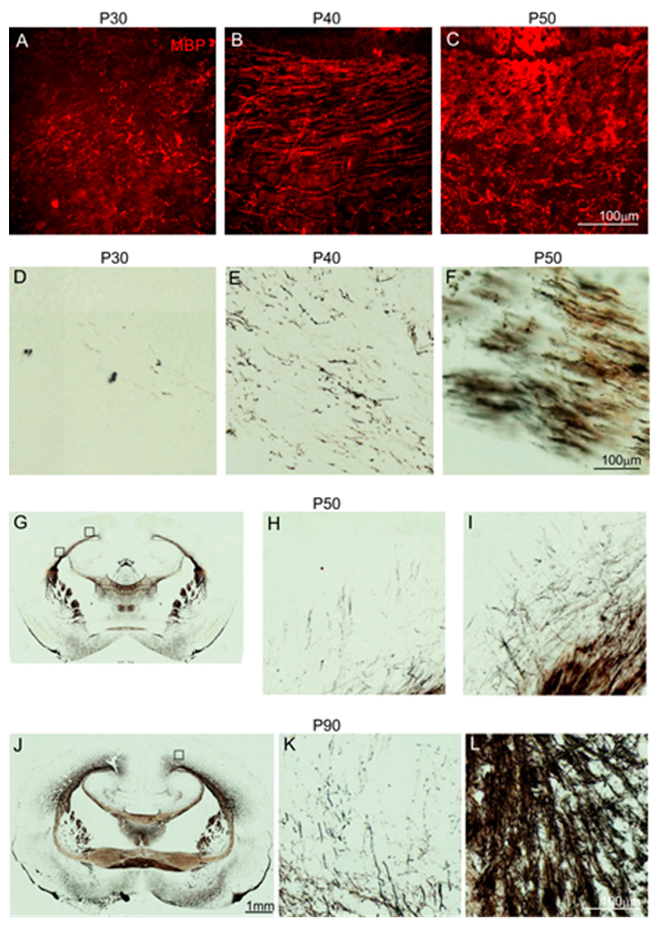 Ijms 25 01476 g005 Ijms 25 01476 g005