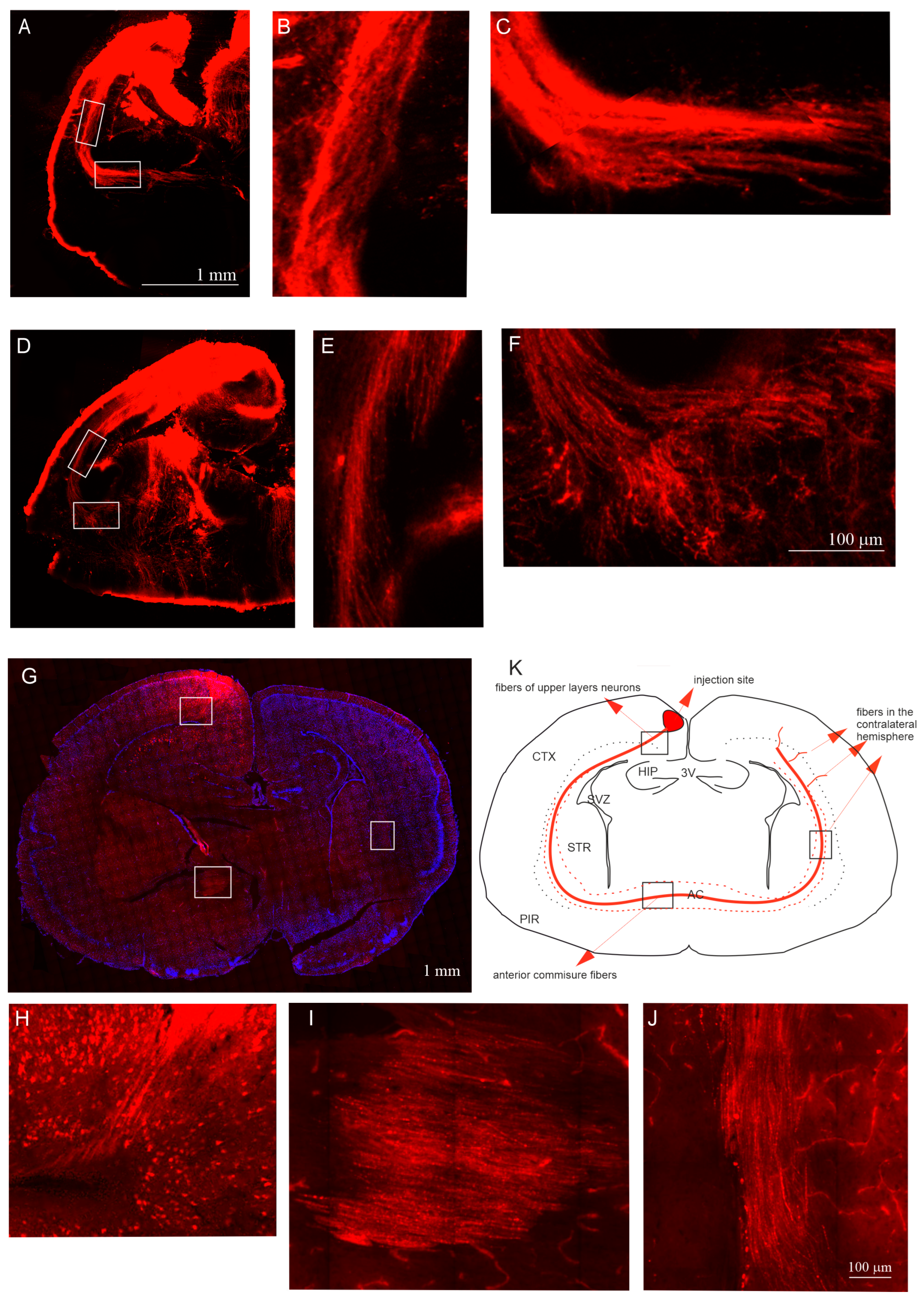 Ijms 25 01476 g006 Ijms 25 01476 g006