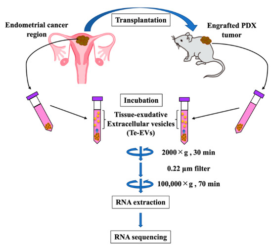 IJMS | Free Full-Text | Consistency Between Primary Uterine Corpus.