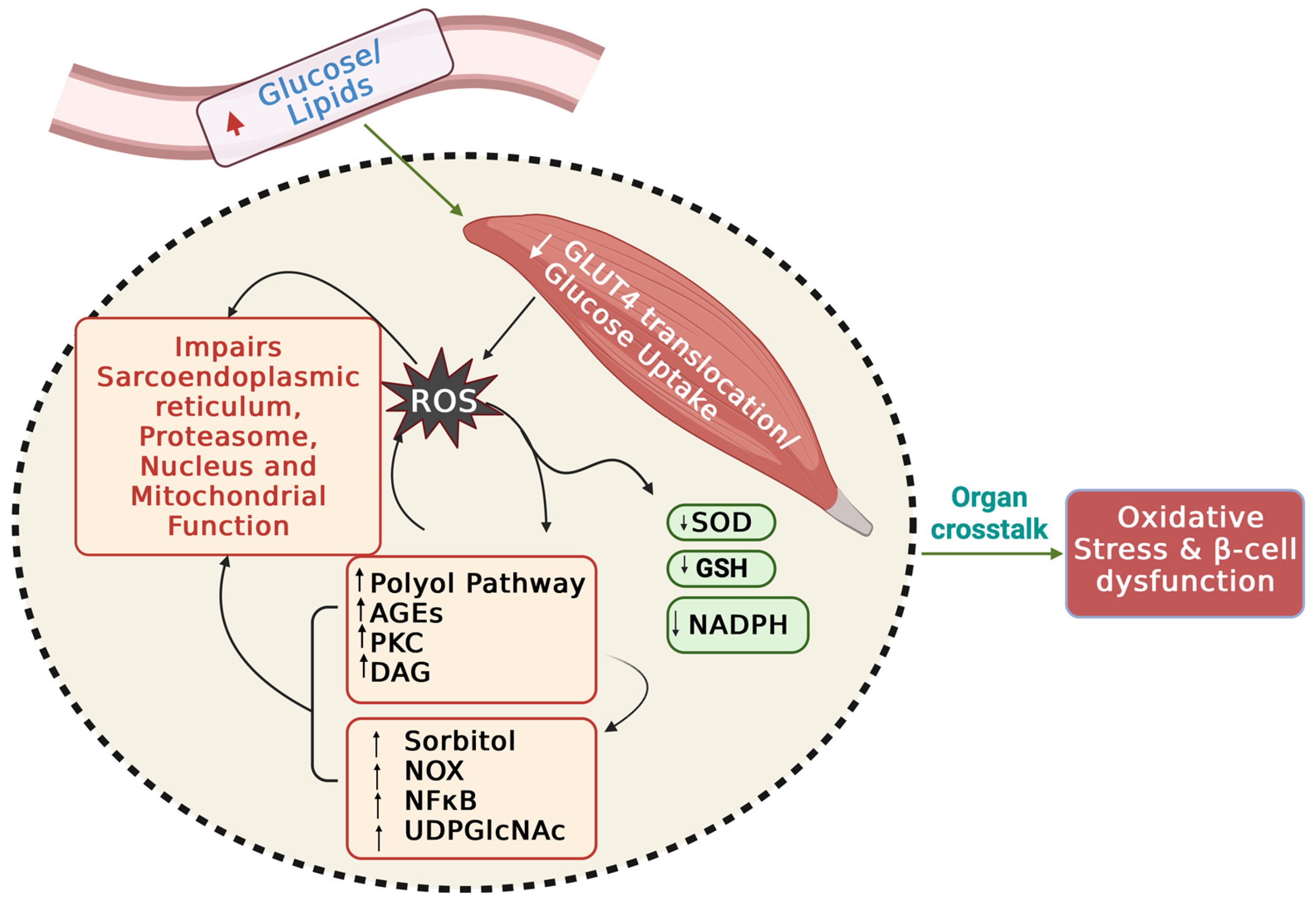 Ijms 25 01504 g005 Ijms 25 01504 g005