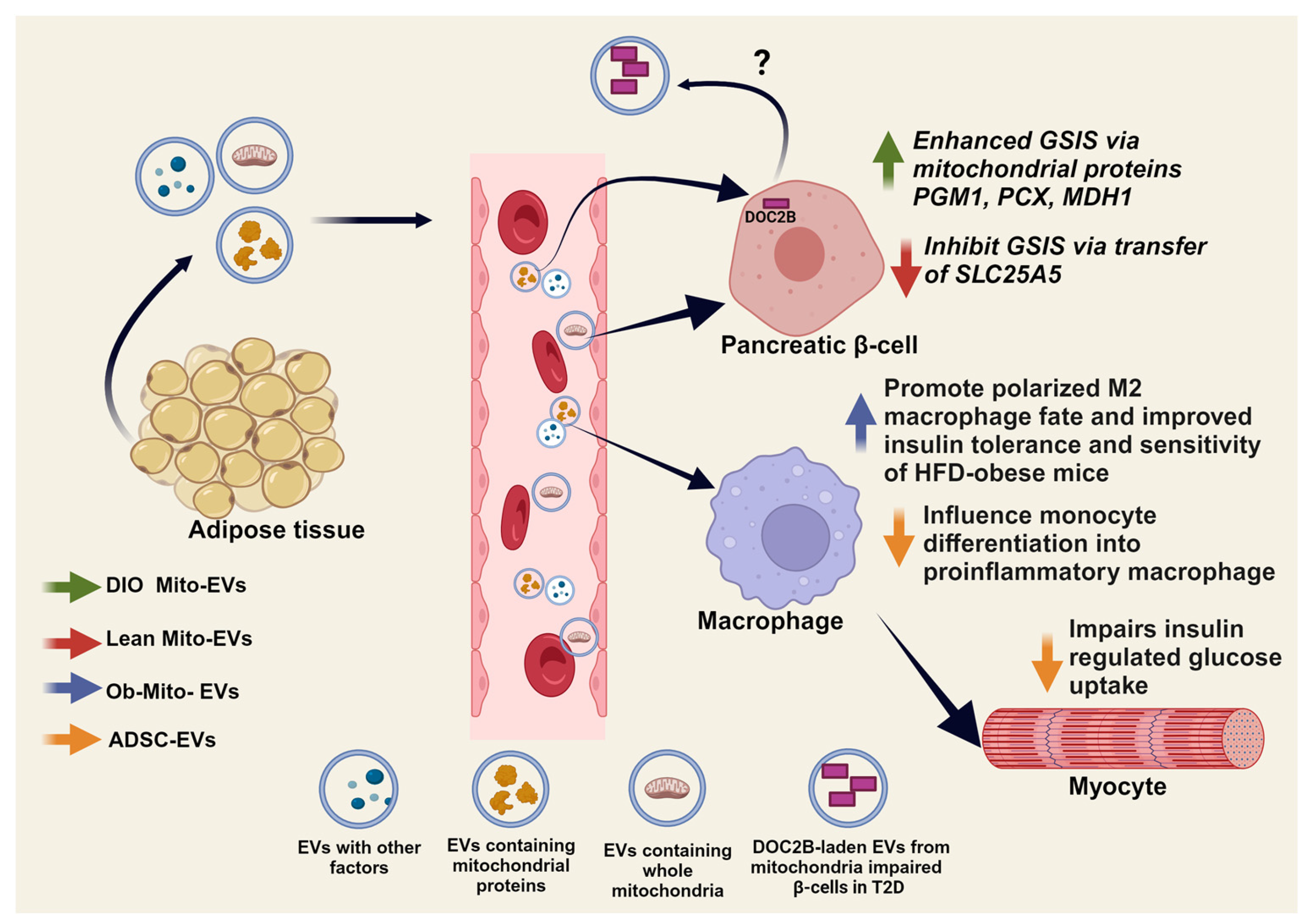 Ijms 25 01504 g007 Ijms 25 01504 g007