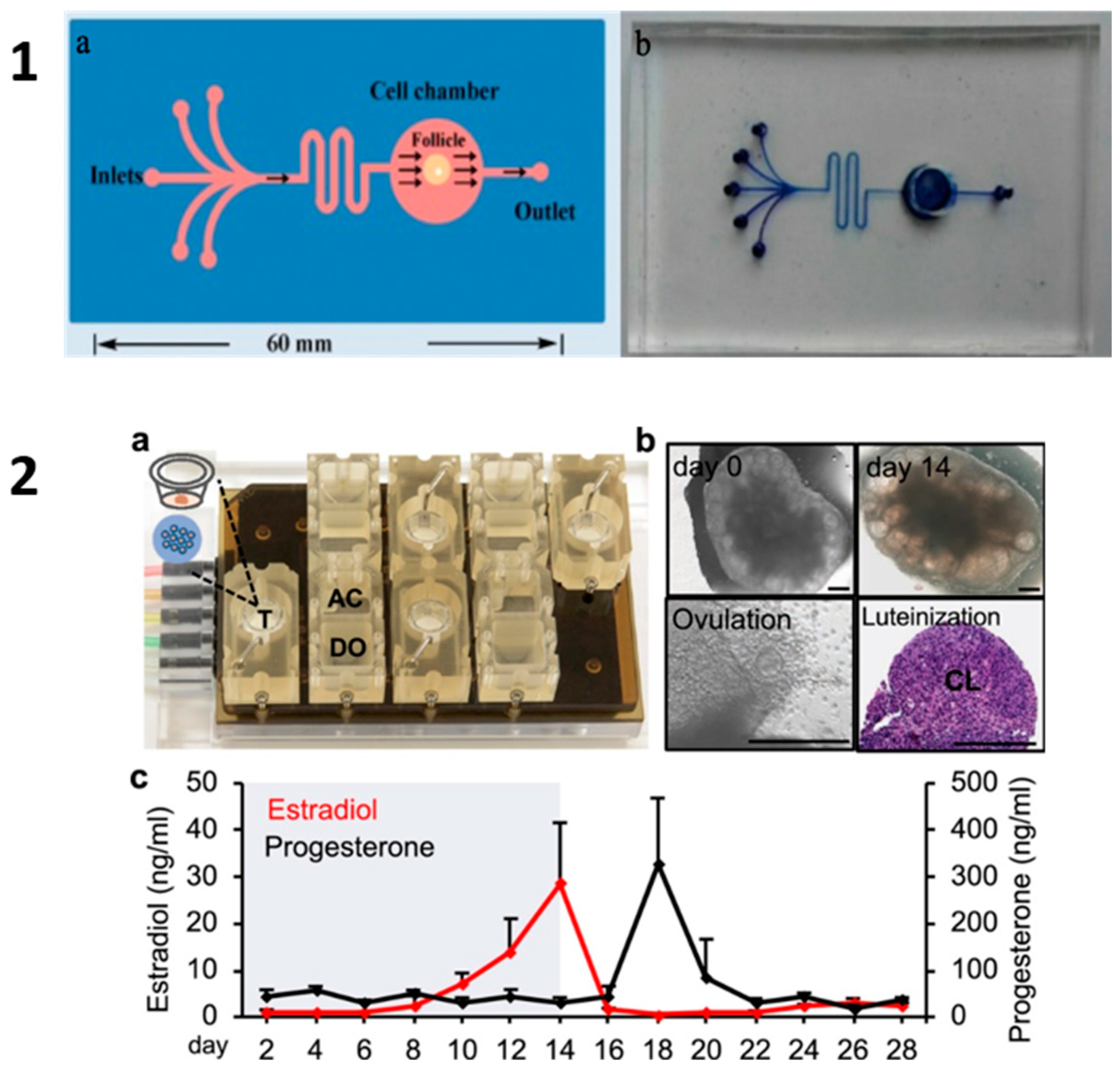 Ijms 25 01510 g005 Ijms 25 01510 g005