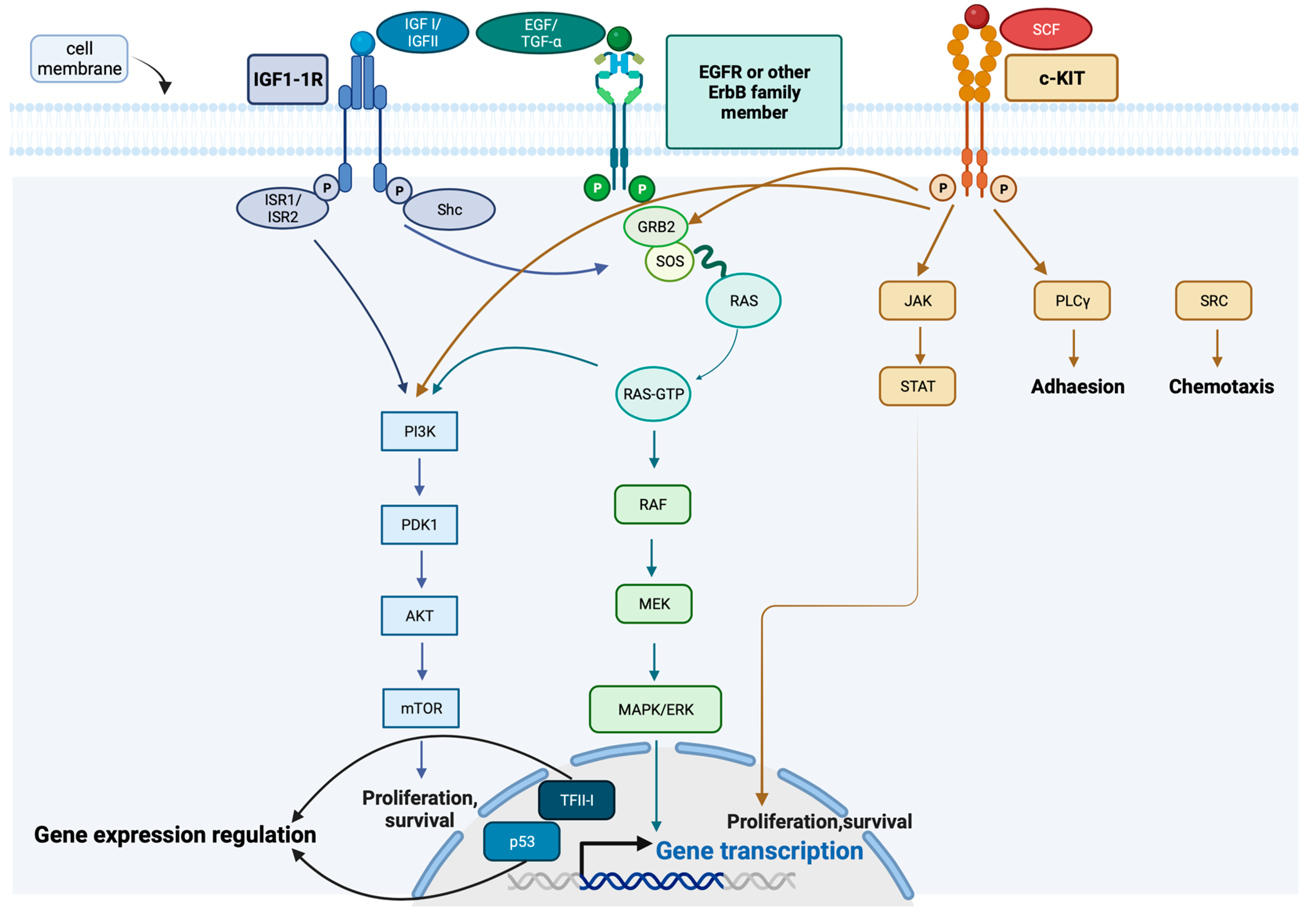 Ijms 25 01554 g004 Ijms 25 01554 g004