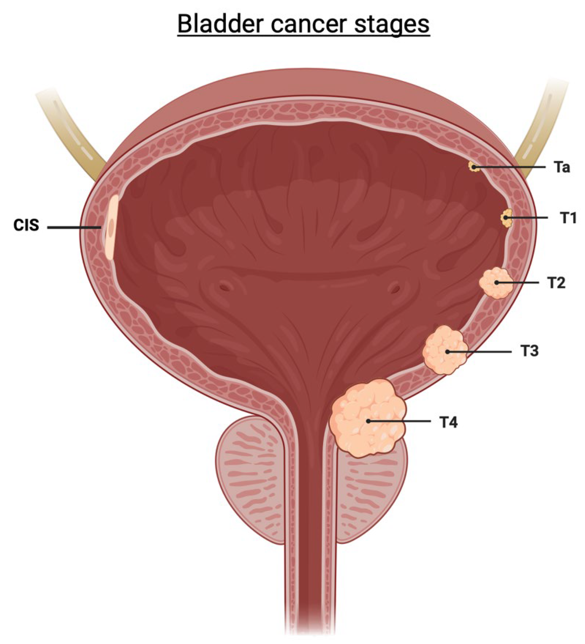 Ijms 25 01557 g002 Ijms 25 01557 g002