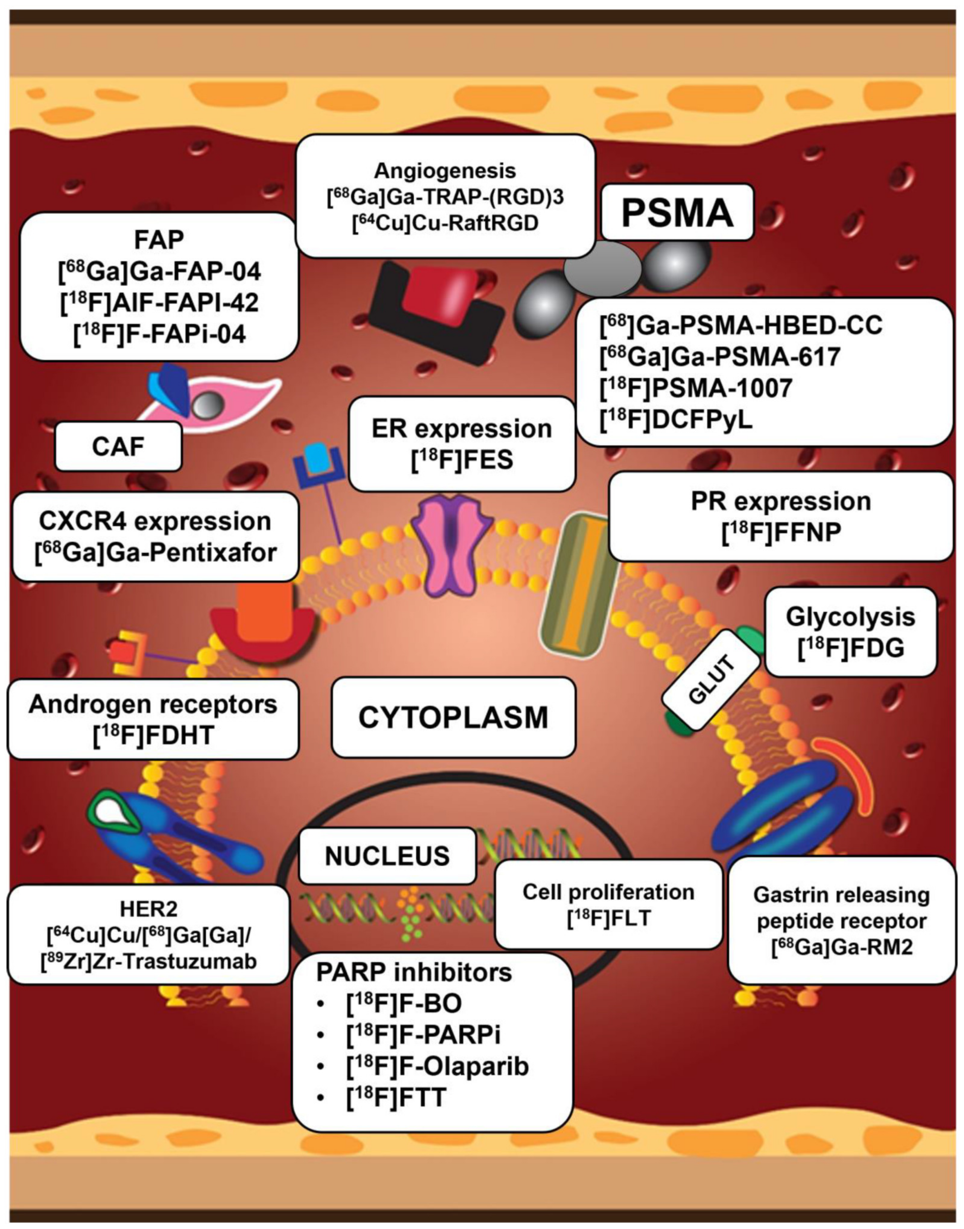 Ijms 25 01575 g005 Ijms 25 01575 g005