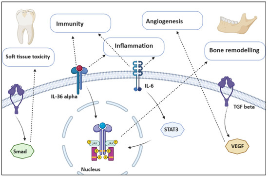 Highlights on the Effects of Non-Coding RNAs in the Osteonecrosis