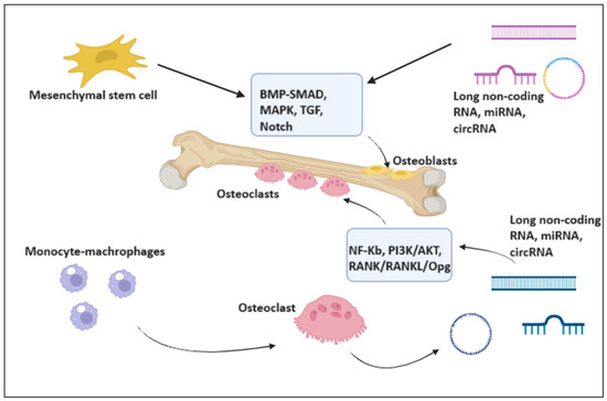 Highlights on the Effects of Non-Coding RNAs in the Osteonecrosis