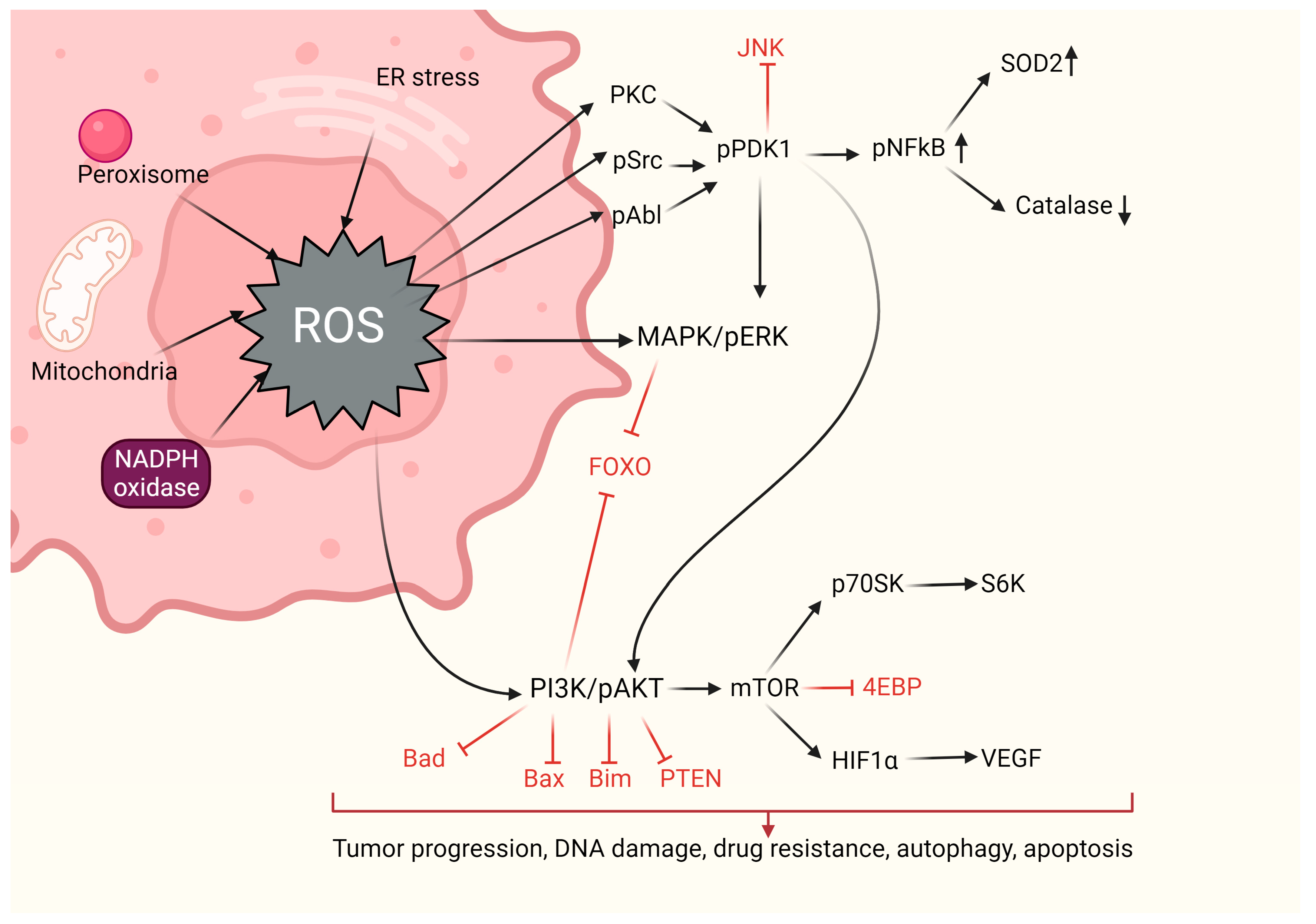 Ijms 25 01633 g002 Ijms 25 01633 g002