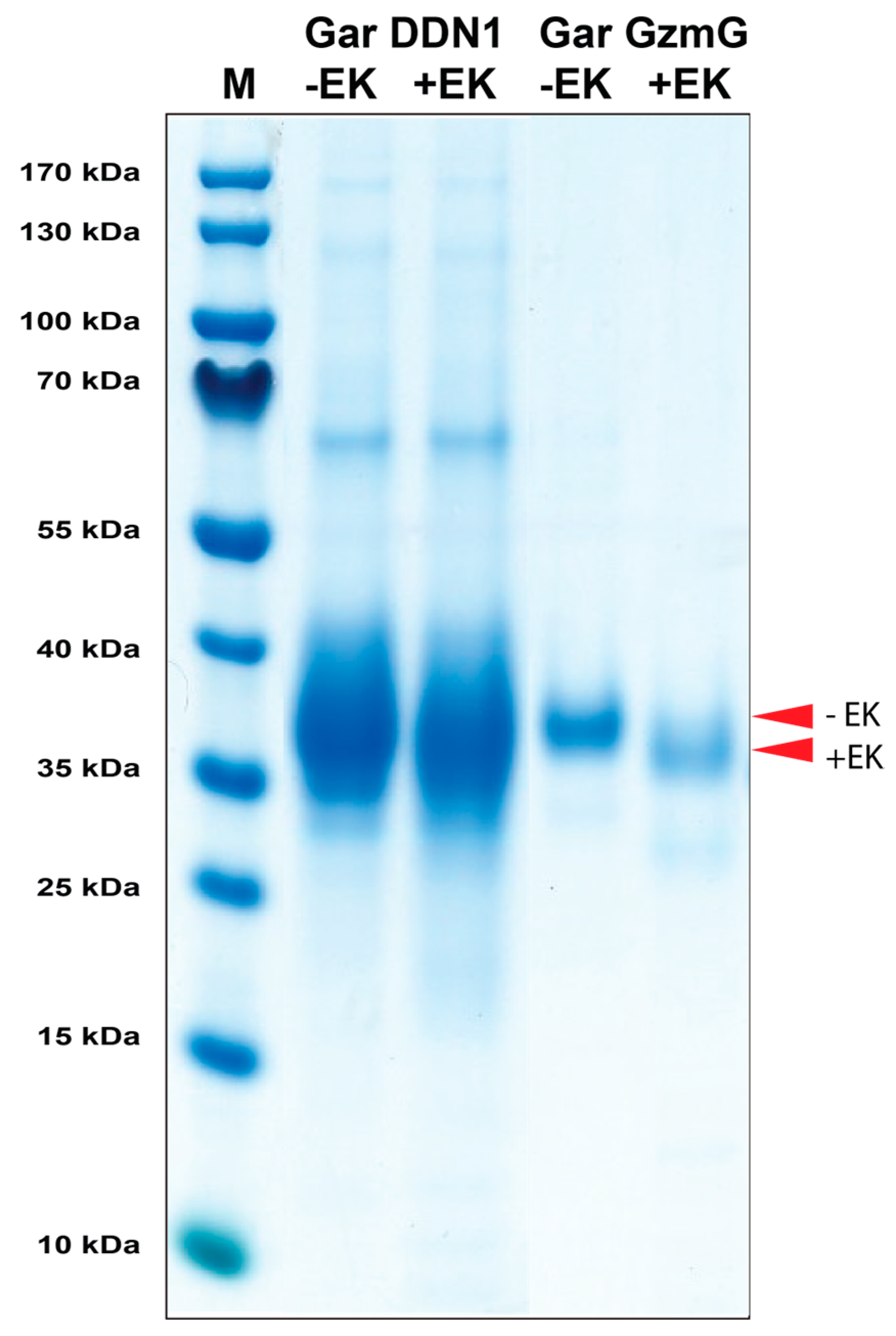 Ijms 25 01669 g003 Ijms 25 01669 g003