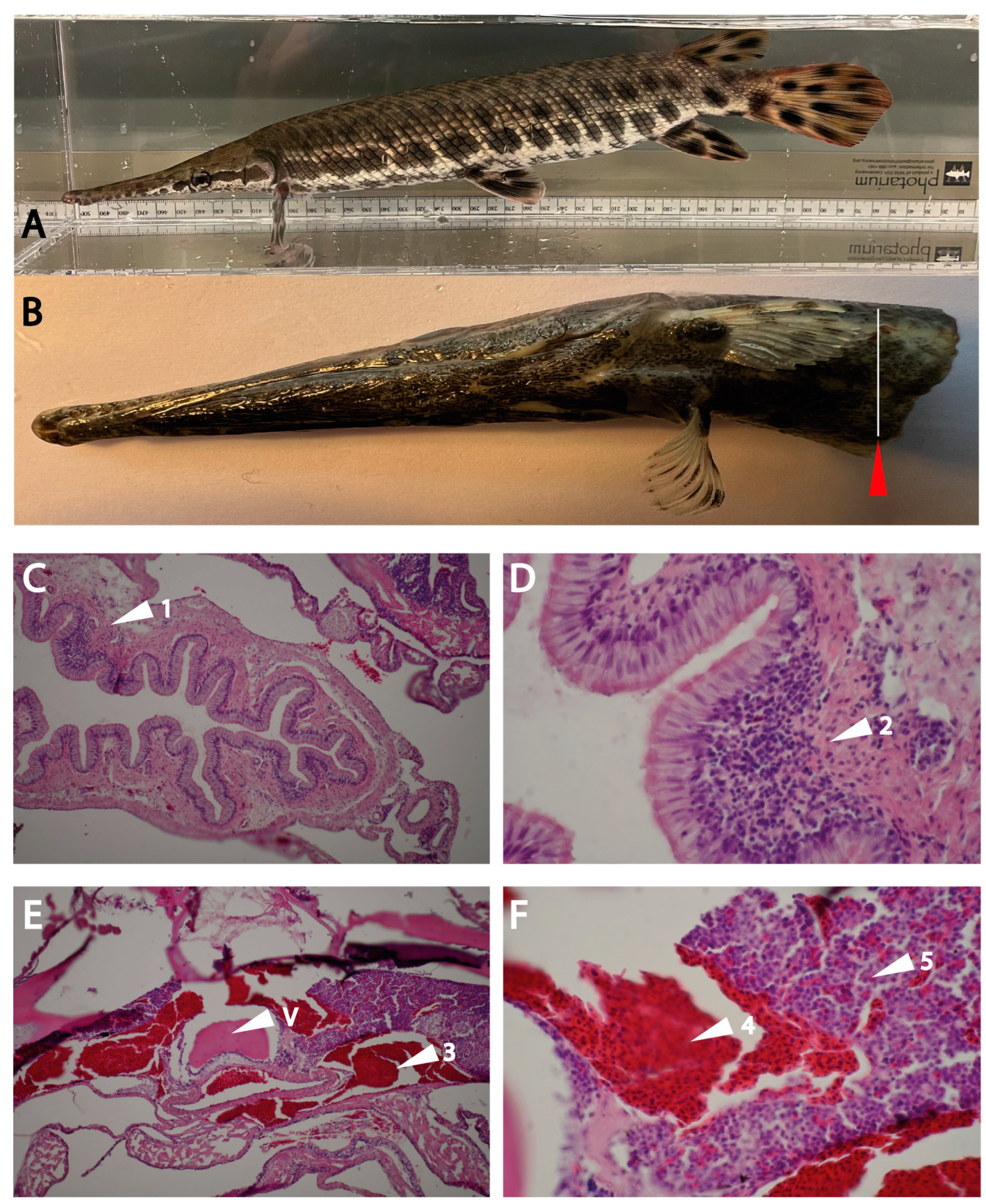 Ijms 25 01669 g007 Ijms 25 01669 g007