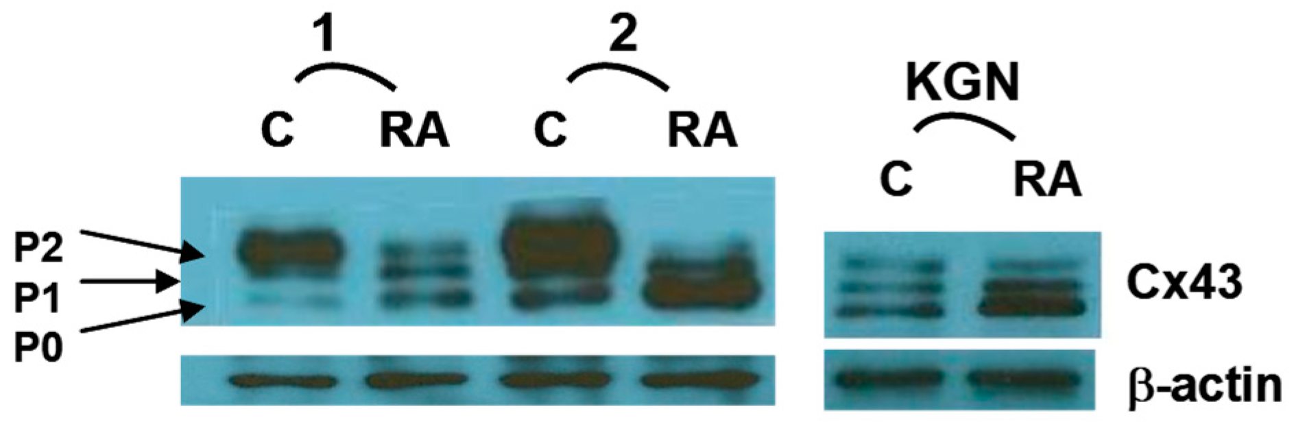 Ijms 25 01709 g002 Ijms 25 01709 g002