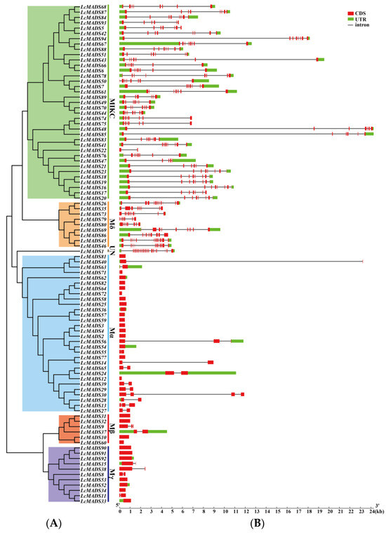 Genome-Wide Characterization and Phylogenetic and Stress Response
