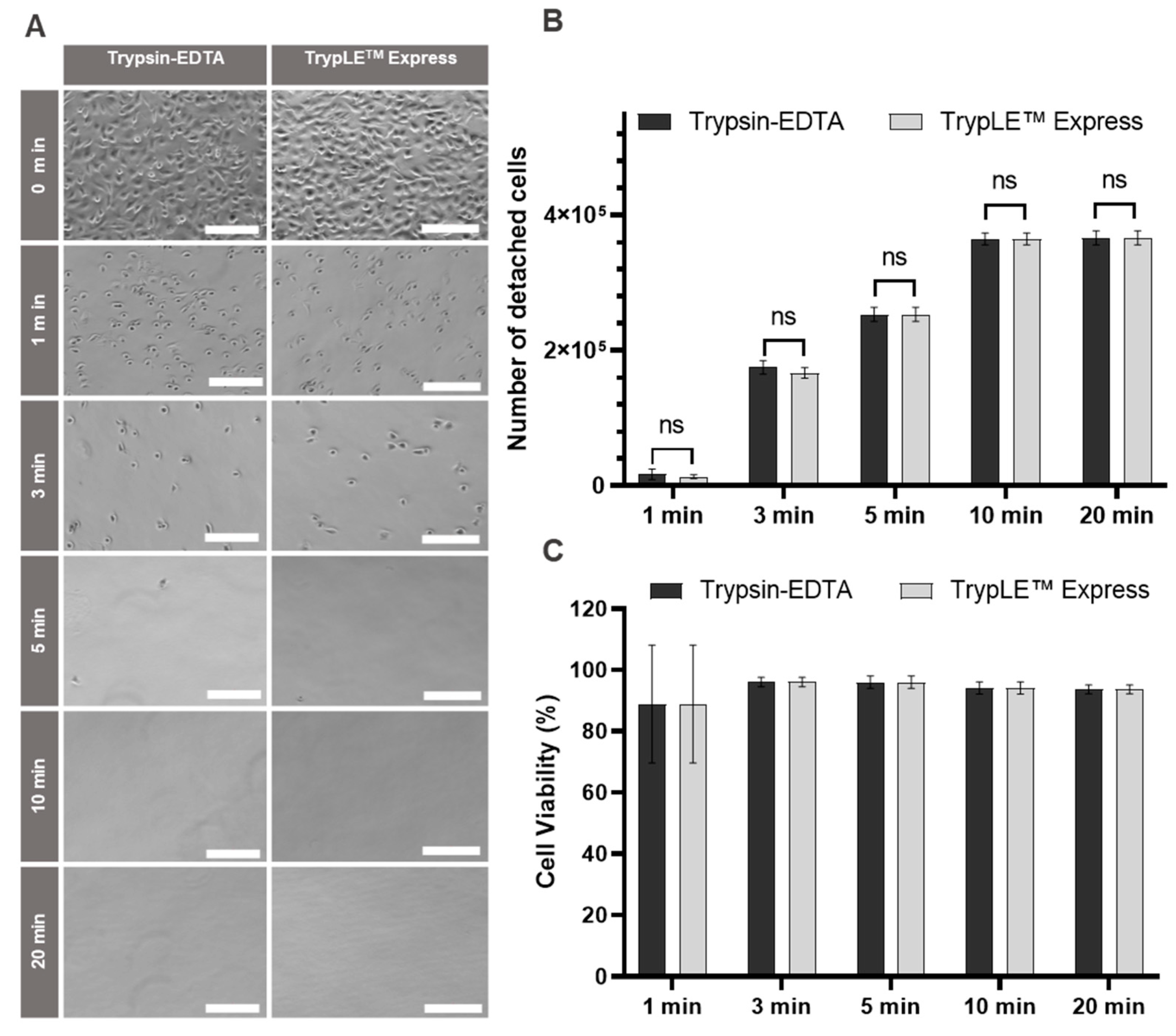 Ijms 25 01811 g004 Ijms 25 01811 g004