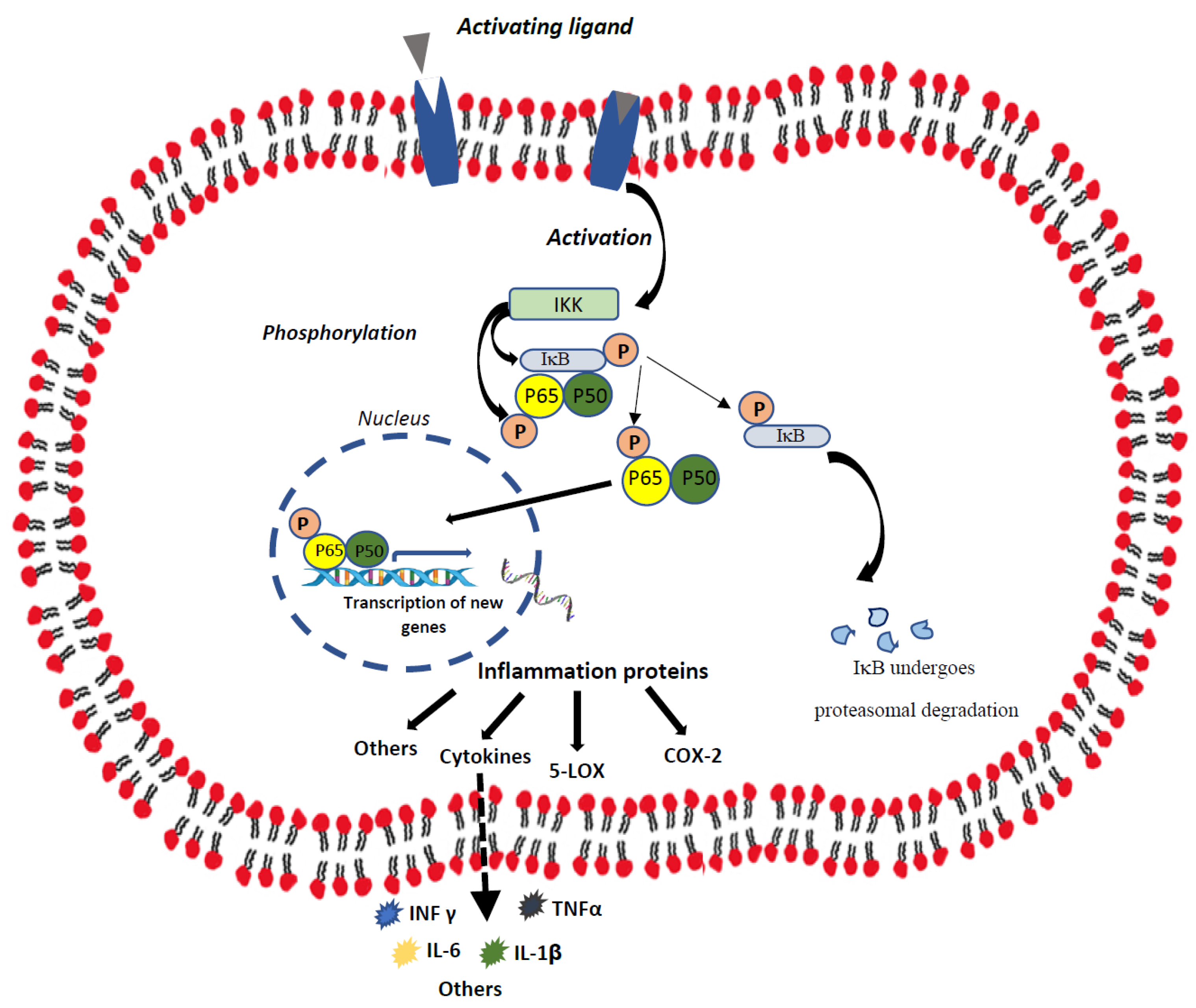 Ijms 25 01823 g001 Ijms 25 01823 g001