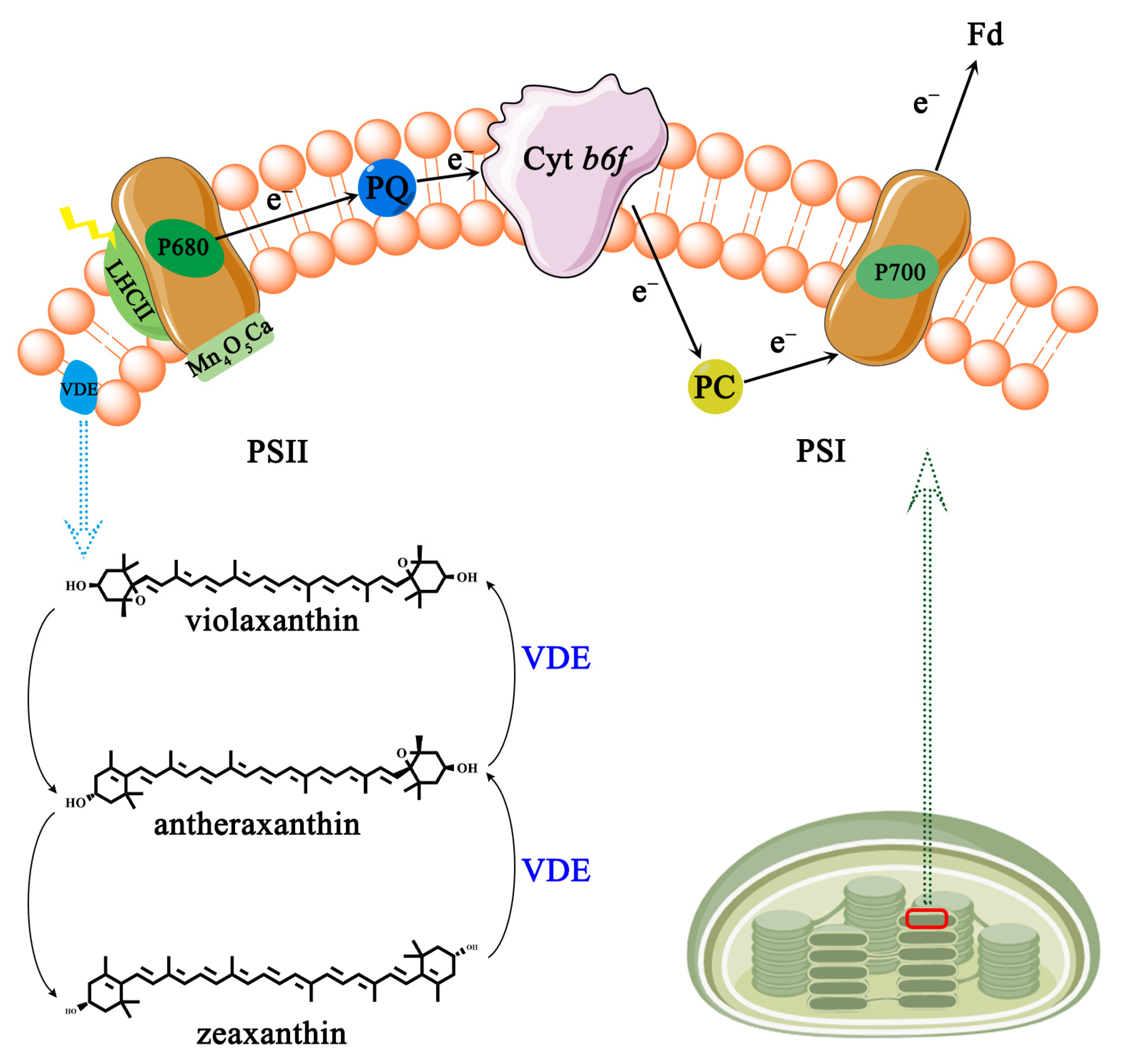 Ijms 25 01832 g003 Ijms 25 01832 g003