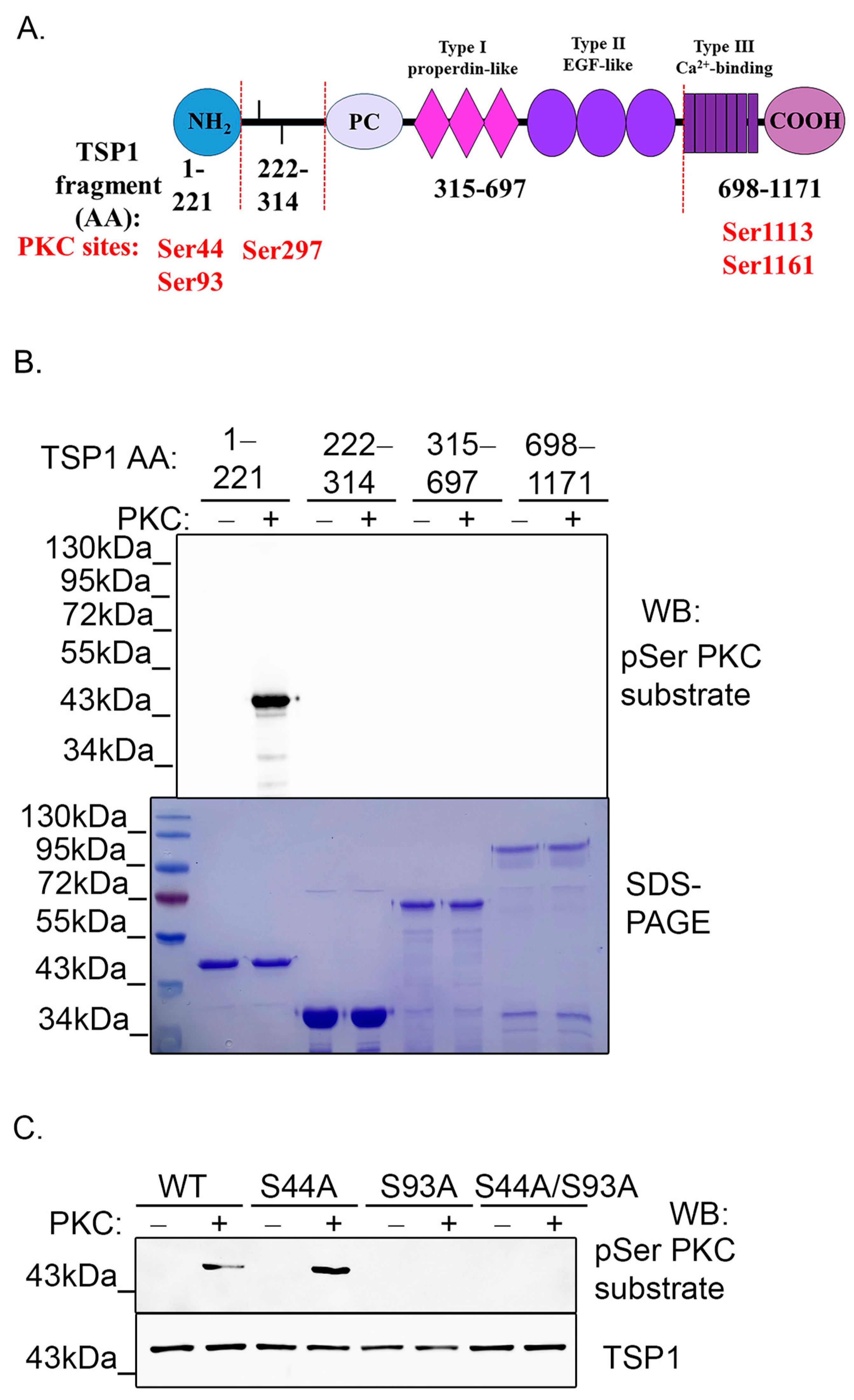 Ijms 25 01844 g004 Ijms 25 01844 g004