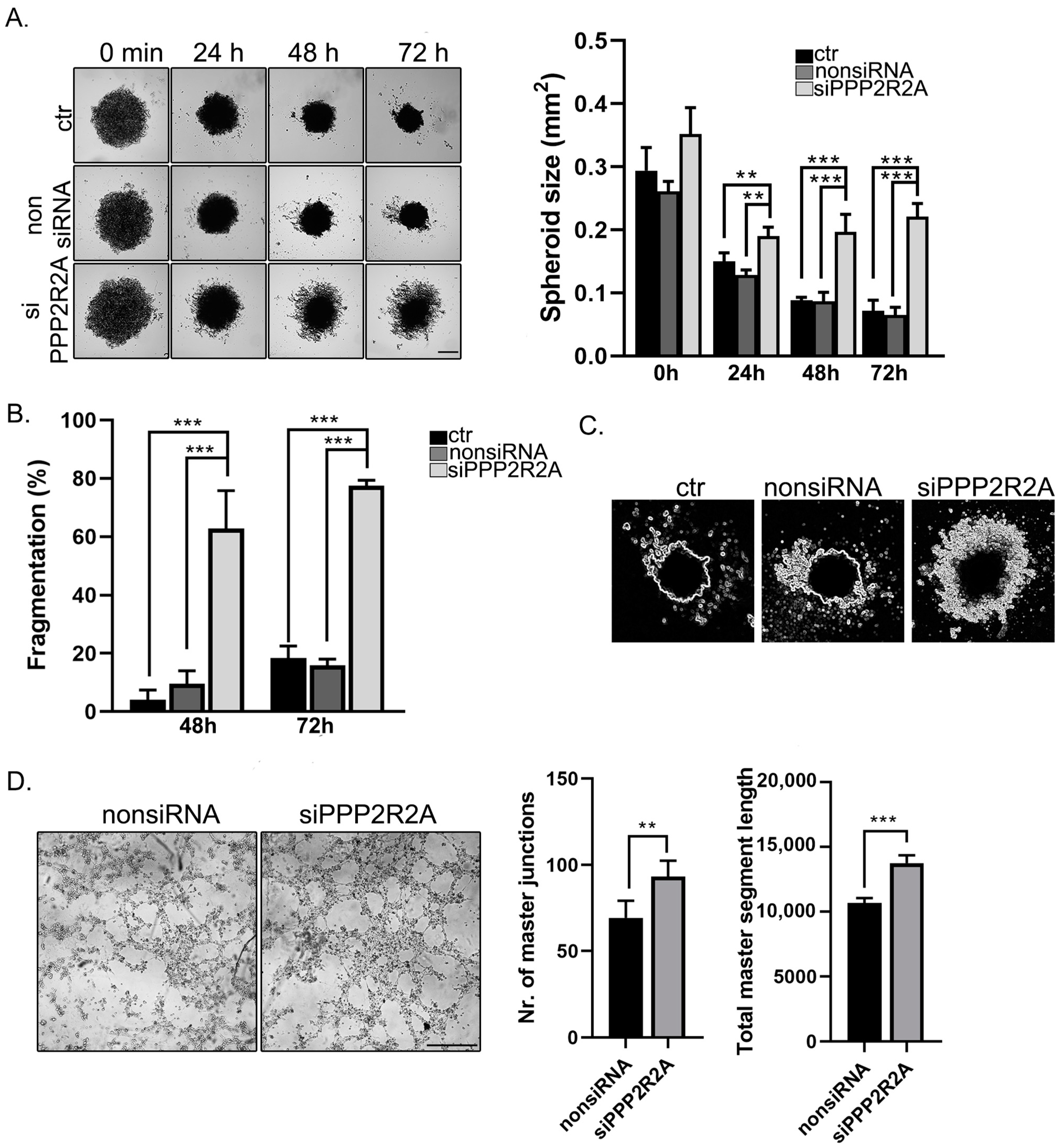 Ijms 25 01844 g007 Ijms 25 01844 g007