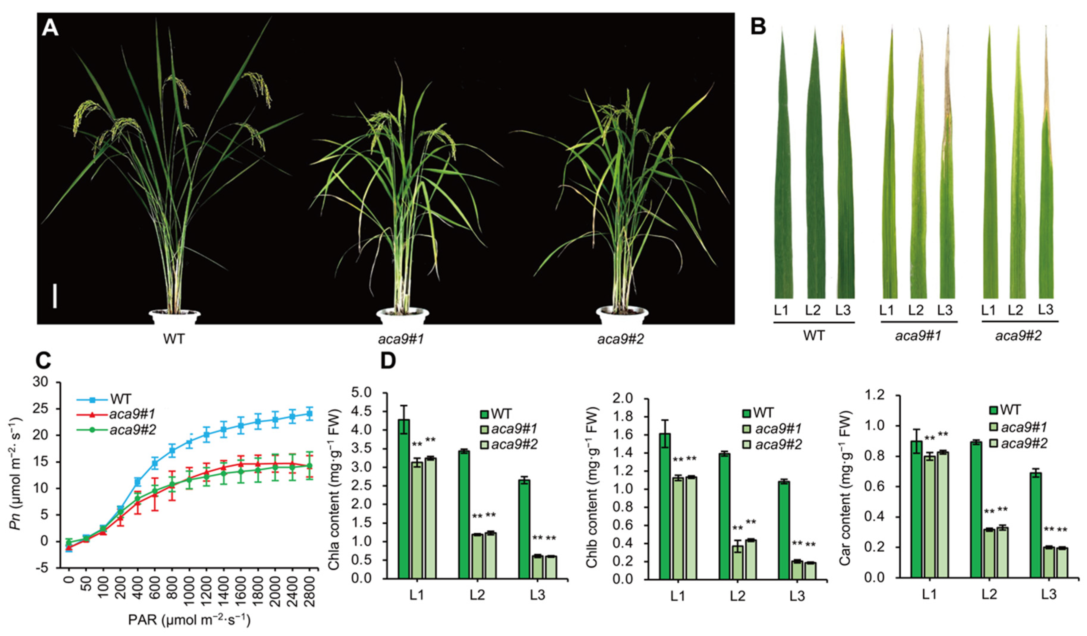 Ijms 25 01874 g004 Ijms 25 01874 g004