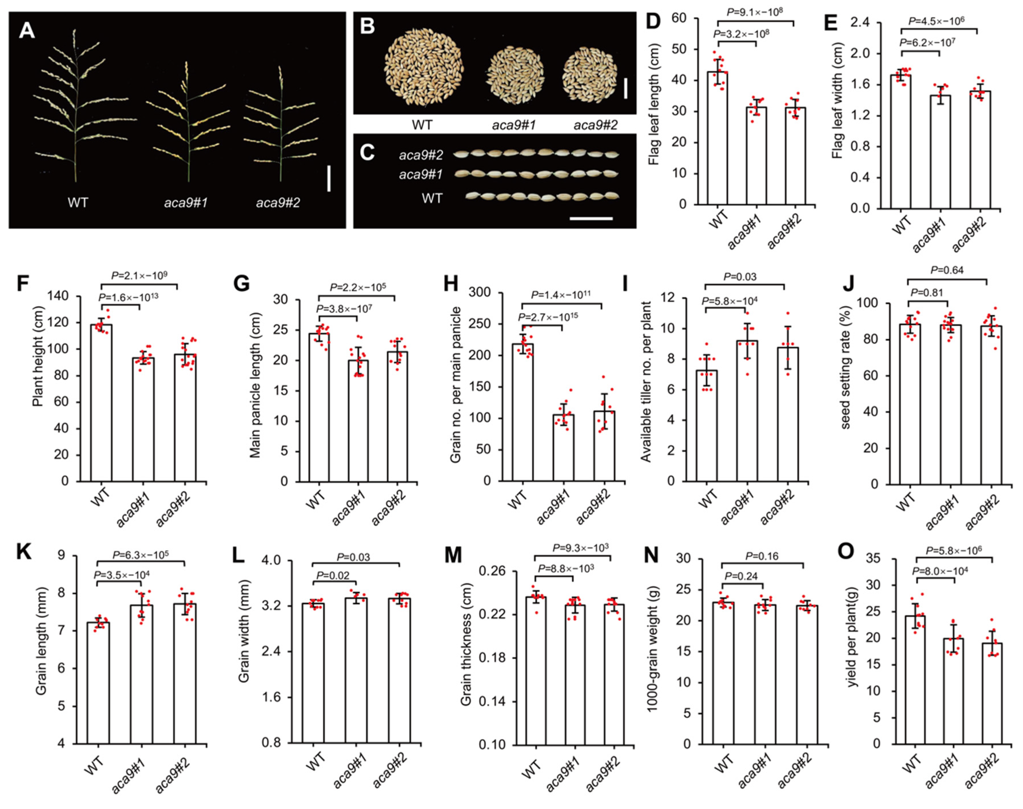 Ijms 25 01874 g005 Ijms 25 01874 g005