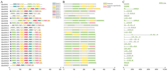 Genome-Wide Identification of the GhANN Gene Family and Functional ...