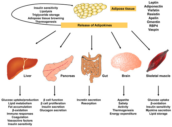 The Role of Obesity in Type 2 Diabetes MellitusAn Overview The Role of Obesity in Type 2 Diabetes MellitusAn Overview