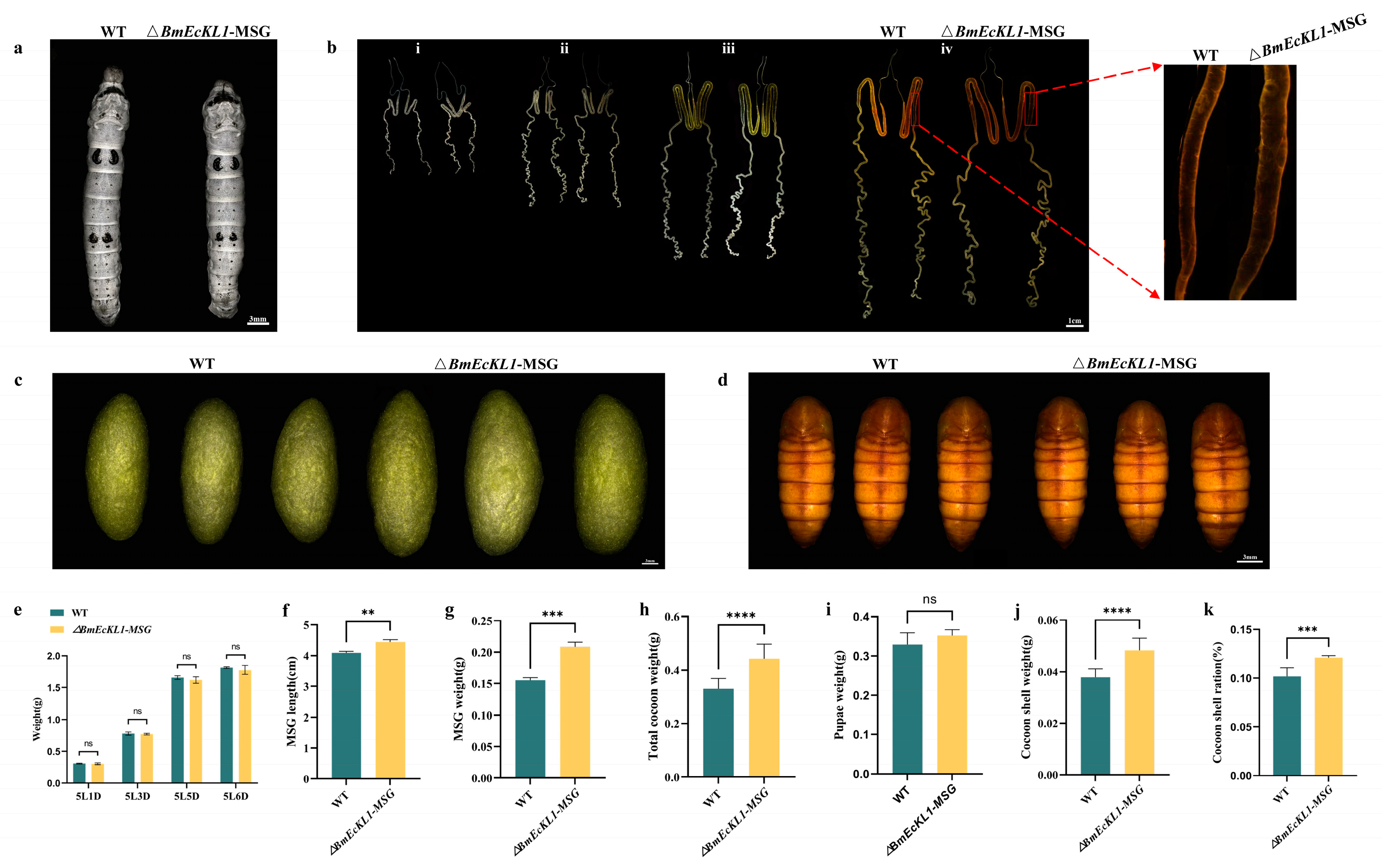 Ijms 25 01907 g003 Ijms 25 01907 g003