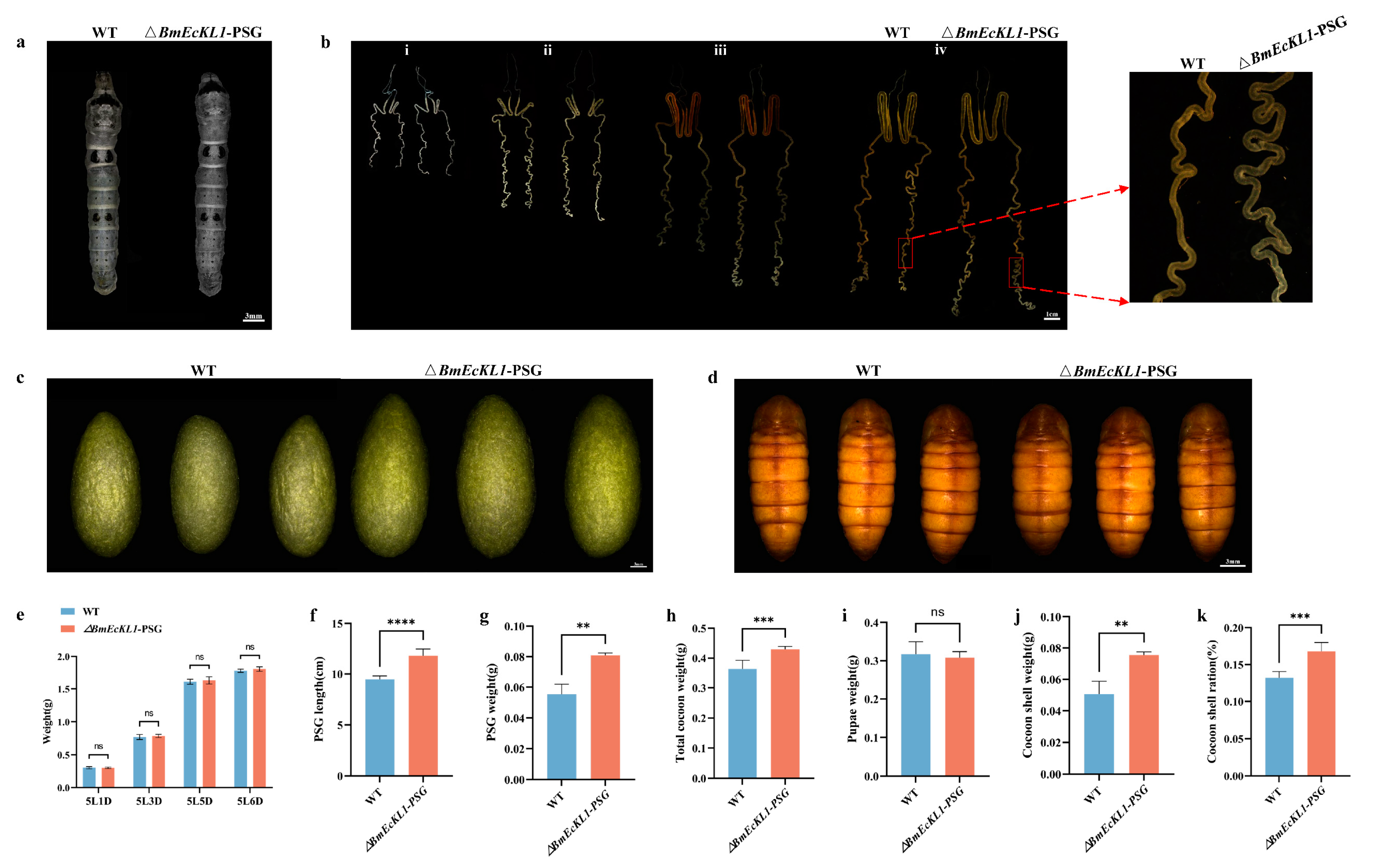Ijms 25 01907 g004 Ijms 25 01907 g004