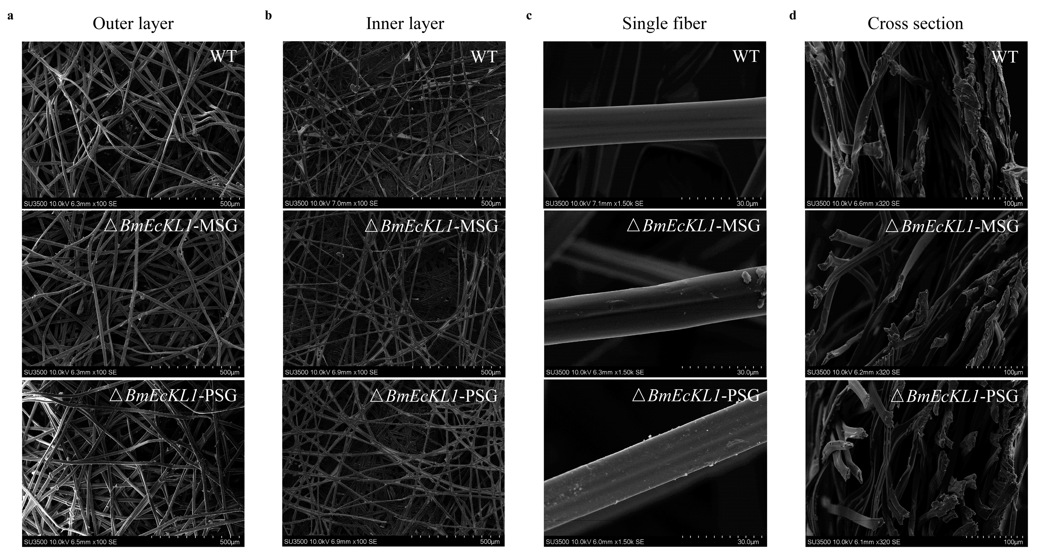Ijms 25 01907 g005 Ijms 25 01907 g005
